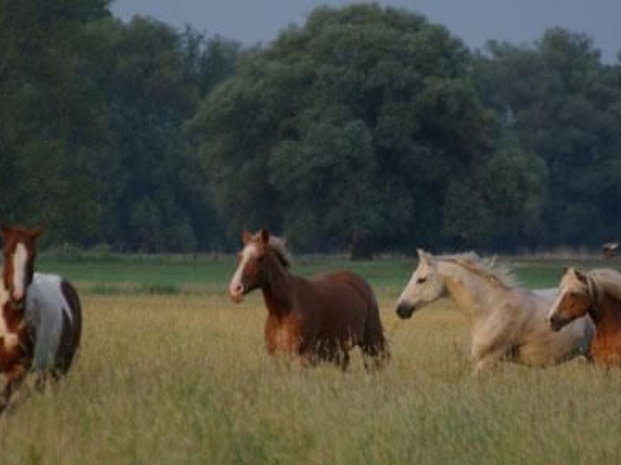 Große Ferienwohnung in Bleckede mit Großem Balkon-Image-tags.info