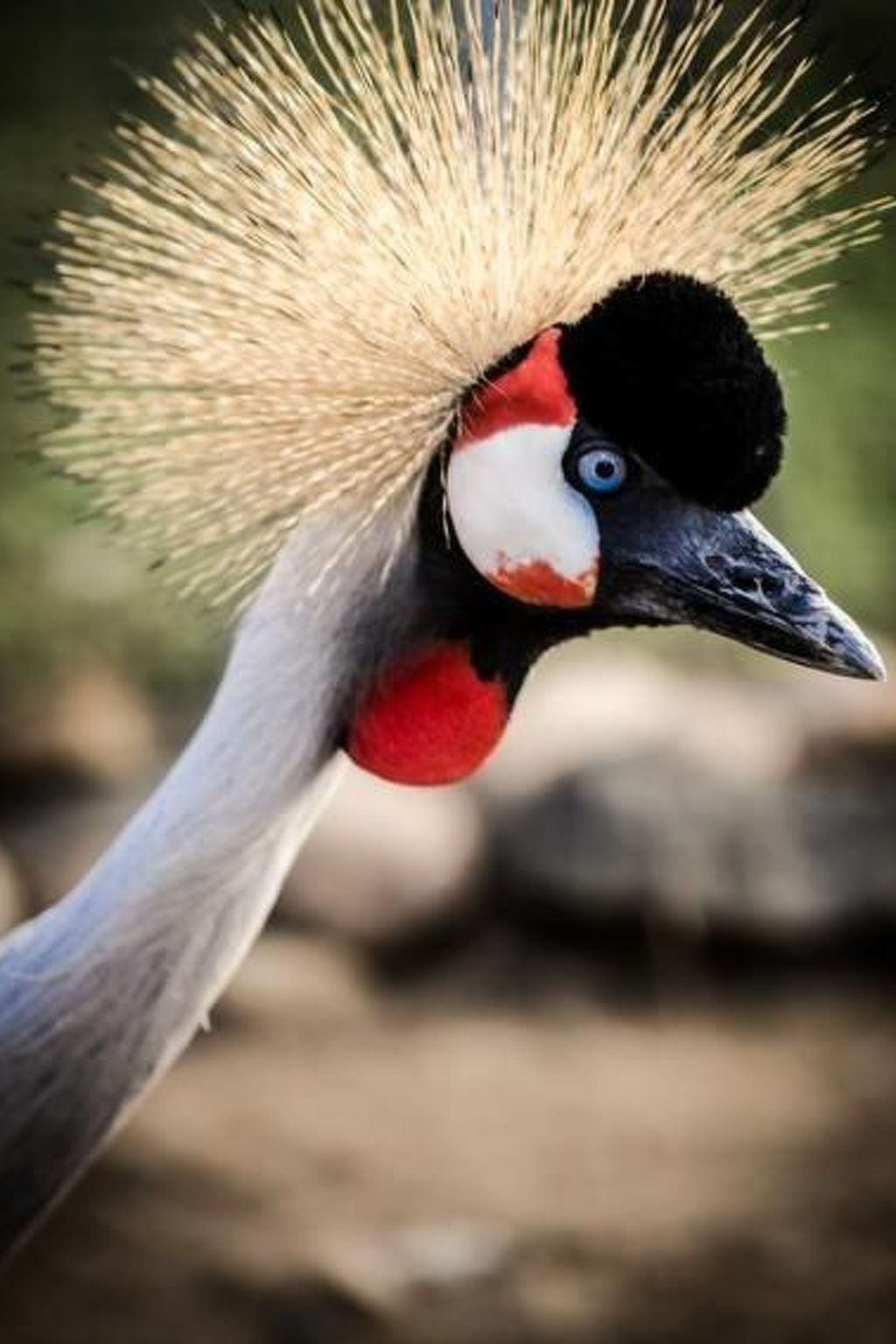 Reiterstübchen-Dedans