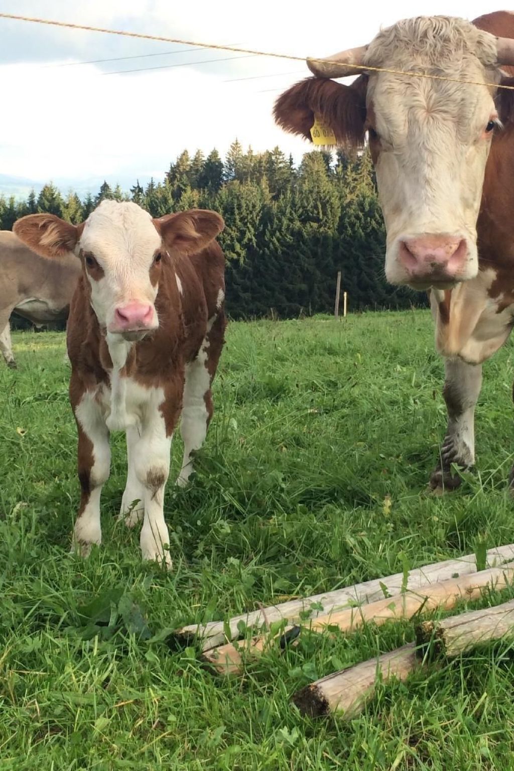 In Buchenberg mit Garten und Terrasse-Drinnen