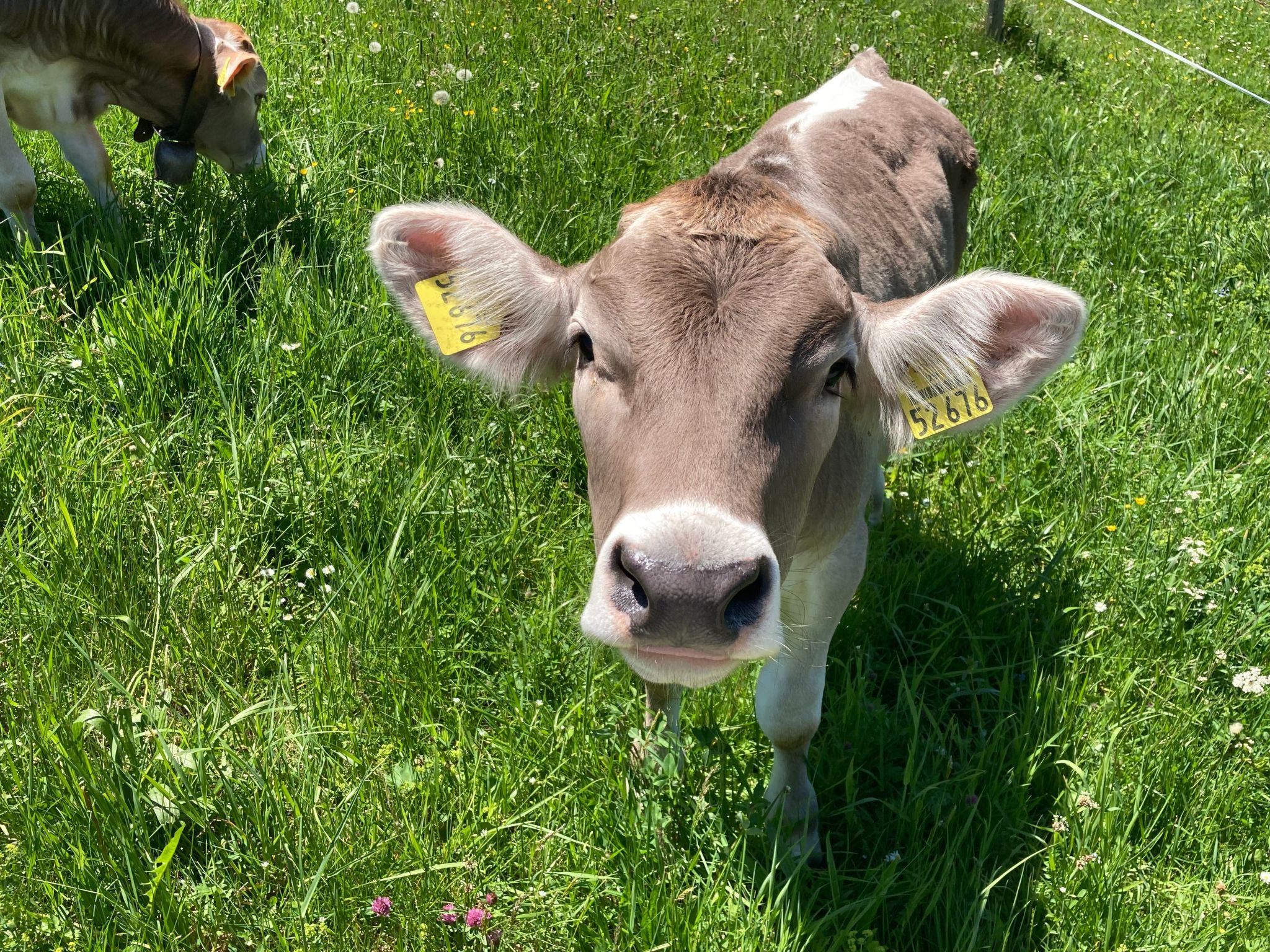 Fewo Bergblick lodge-Drinnen