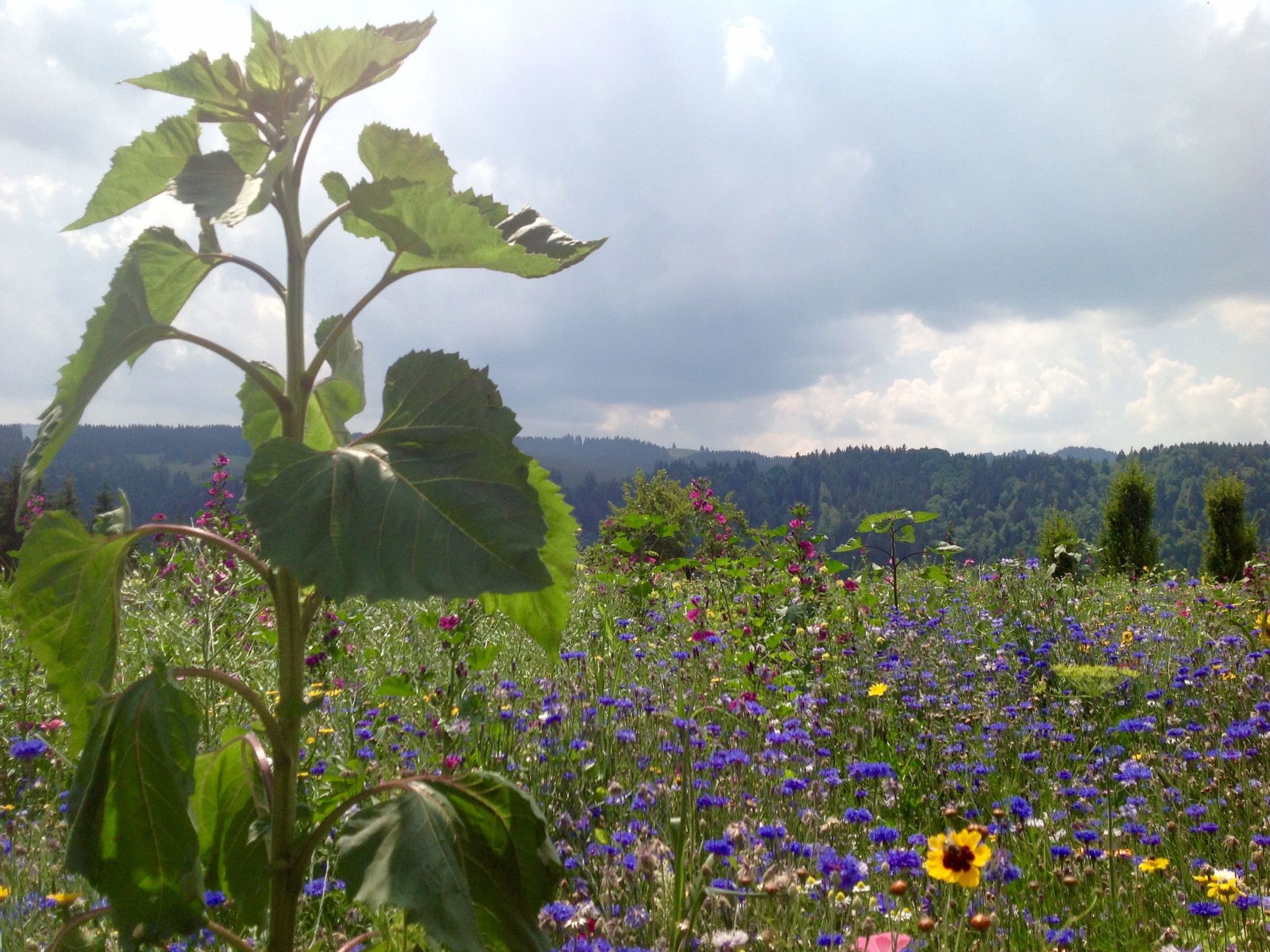 Kräuterhof-Ferienwohnung - Image-tags.info