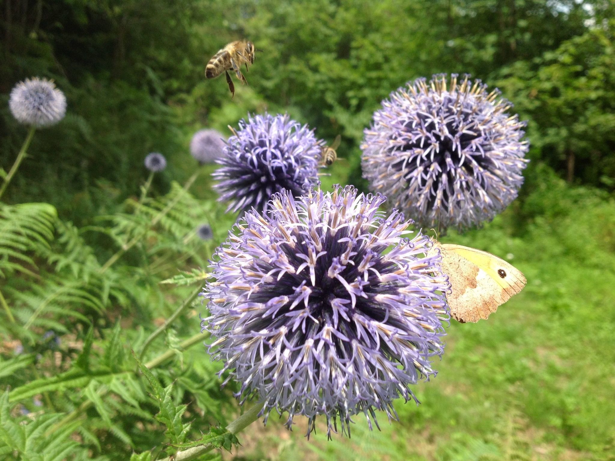 Kräuterhof-Ferienwohnung - Image-tags.info