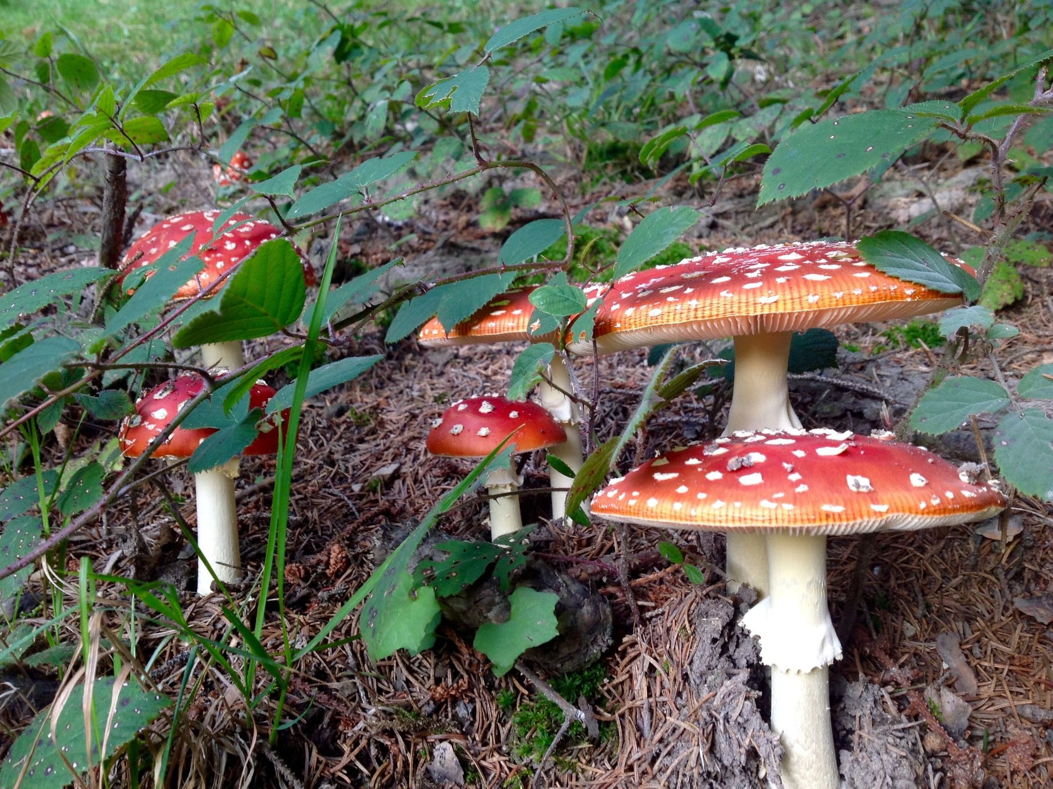 Kräuterhof-Ferienwohnung - Image-tags.info