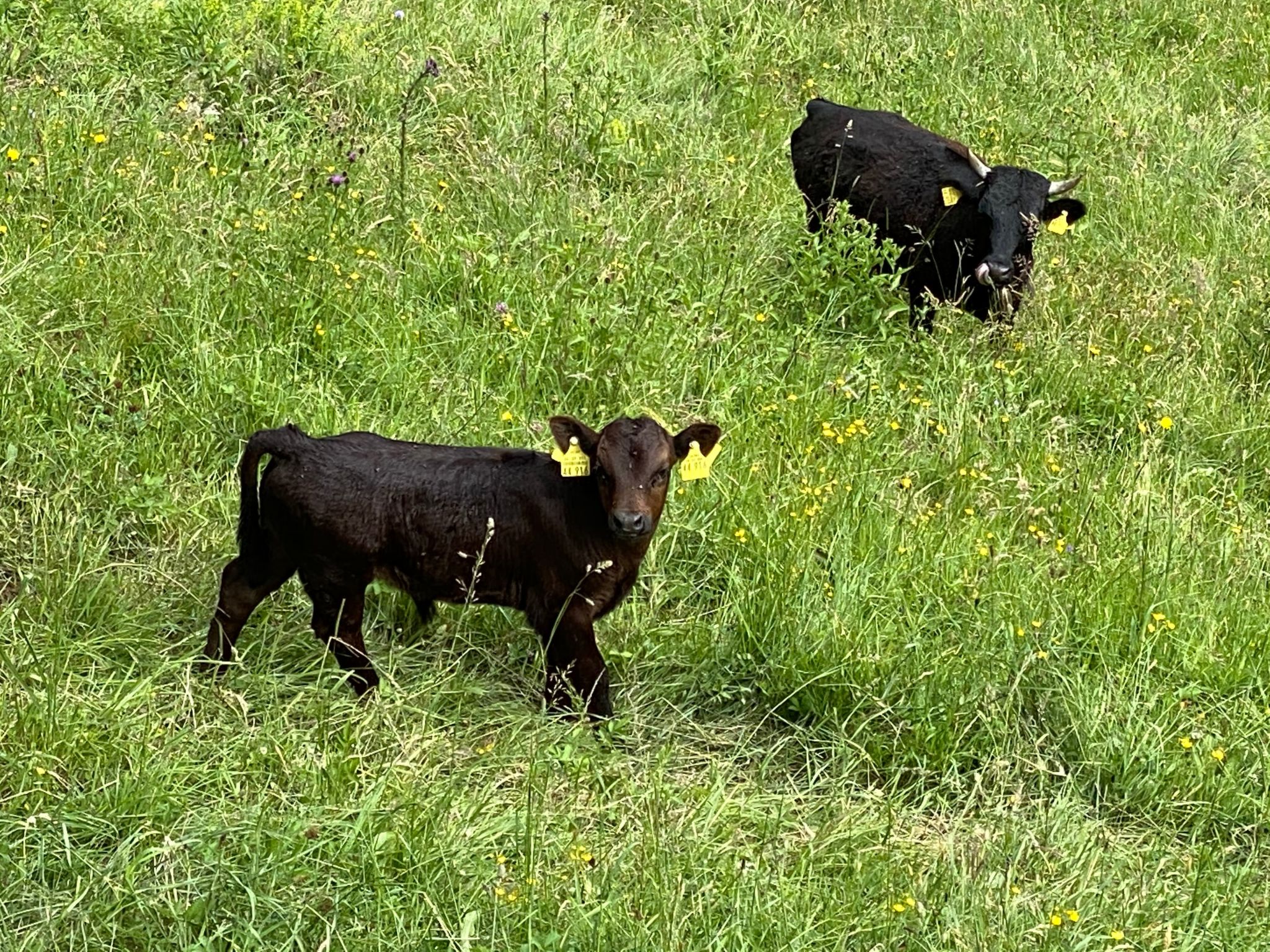 FeWO Allgäu Chalet - gemütliche Hüttenatmosphäre und Schwimmbad und Sauna im Ha-Image-tags.info