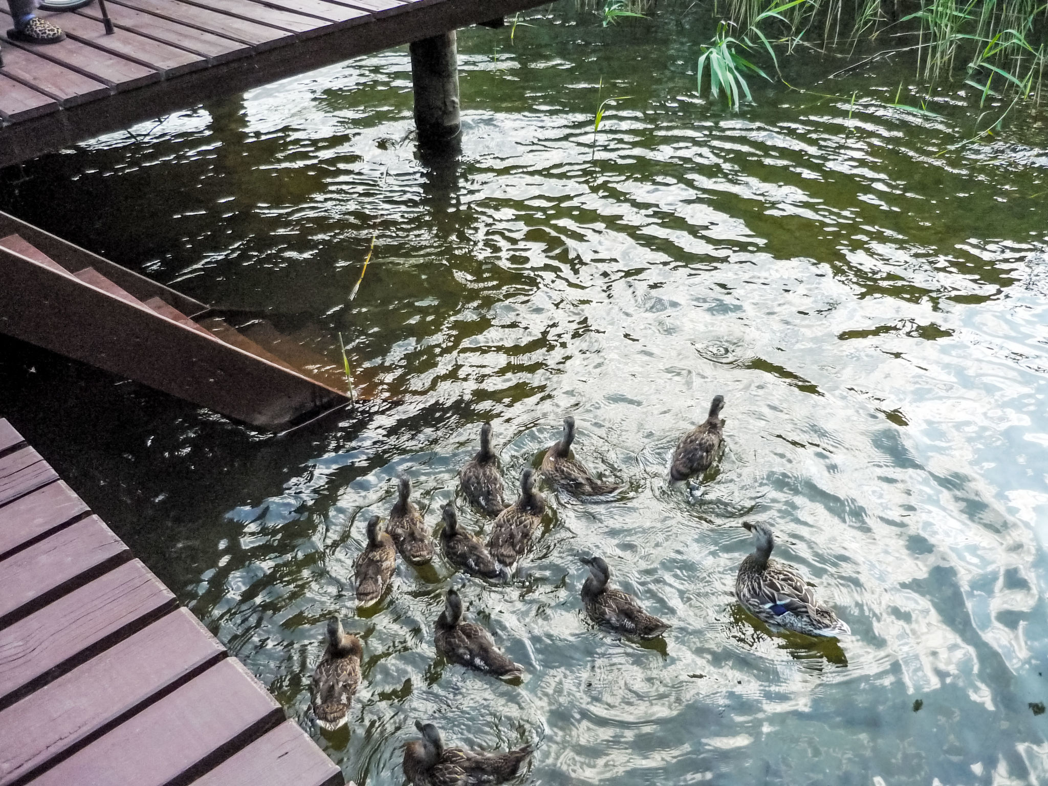 Bootshaus auf dem See-Buiten