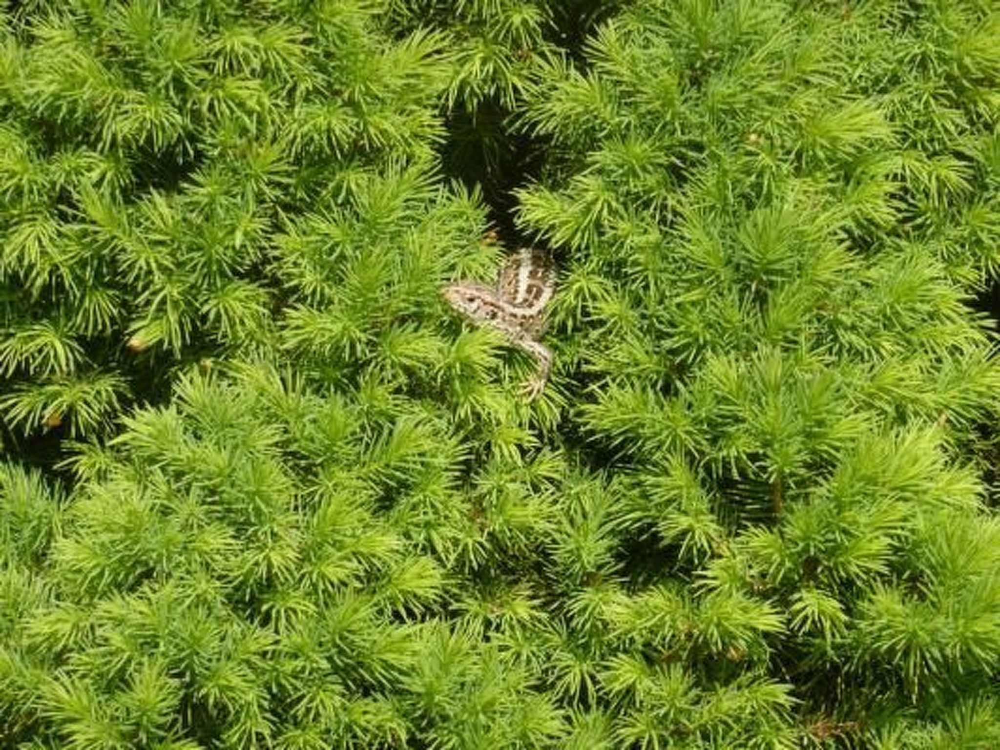 Bungalow Mecklenburgische Seenplatte-Dehors