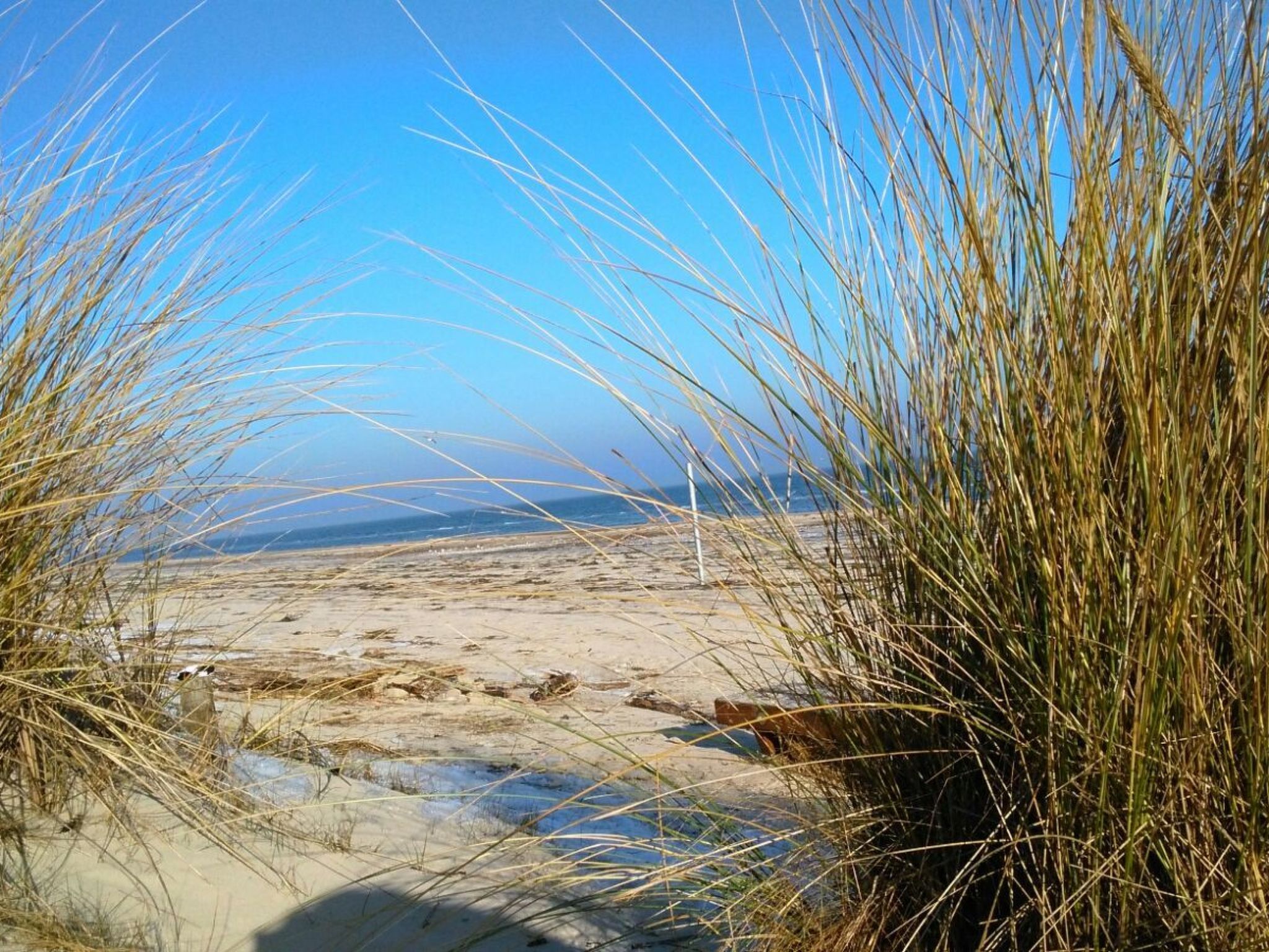 Pappelidyll in Karlshagen-Image-tags.info