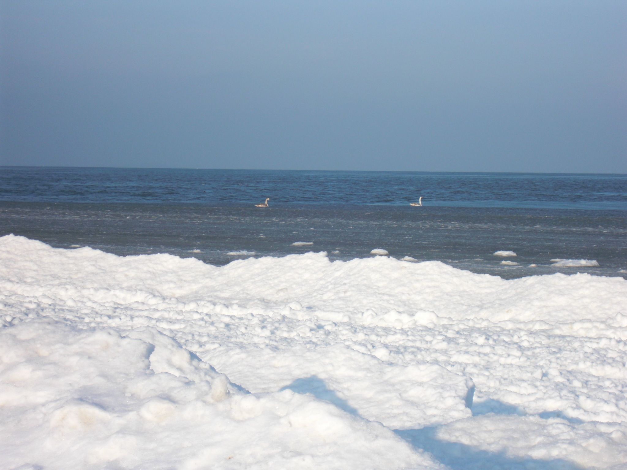 Pappelidyll in Karlshagen-Image-tags.info