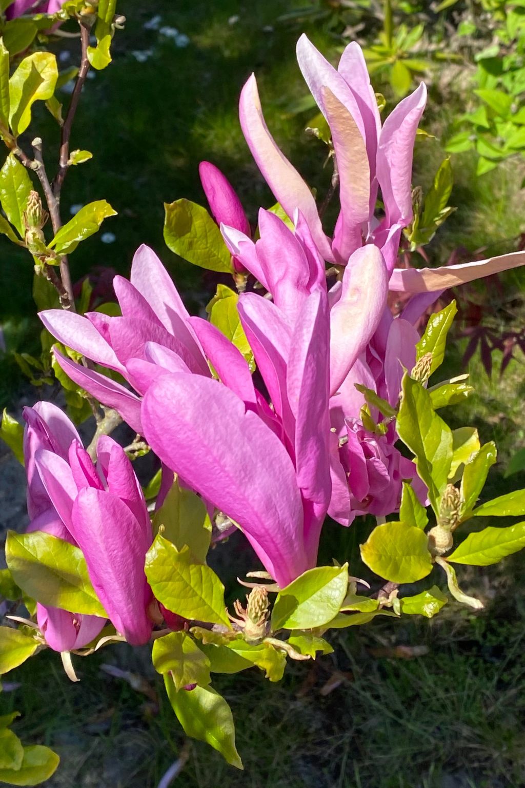 in Peenemünde mit Gepflegtem Garten — House (4 of 19)