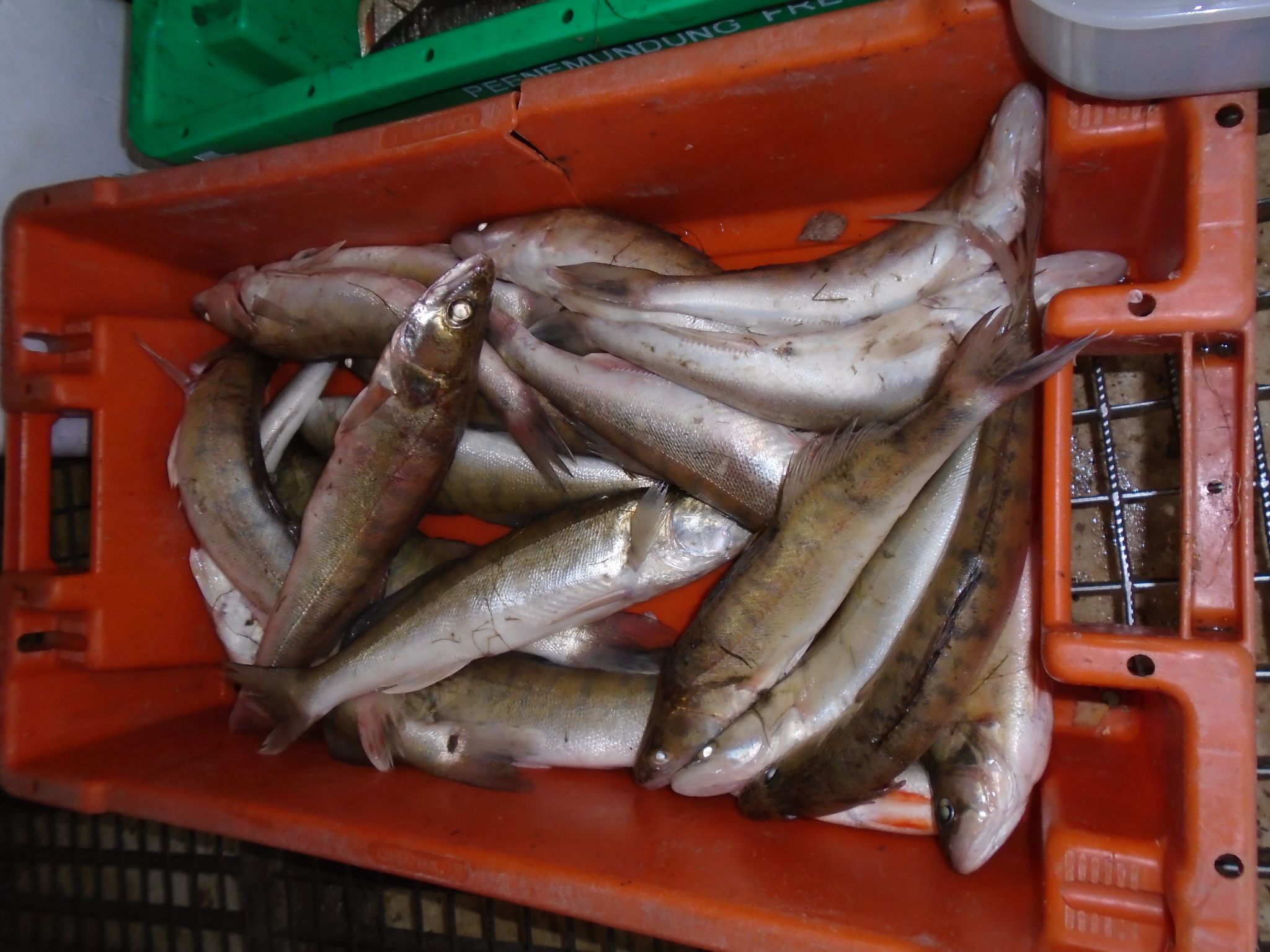 Komfortable Ferienwohnung in Zingst-Binnen