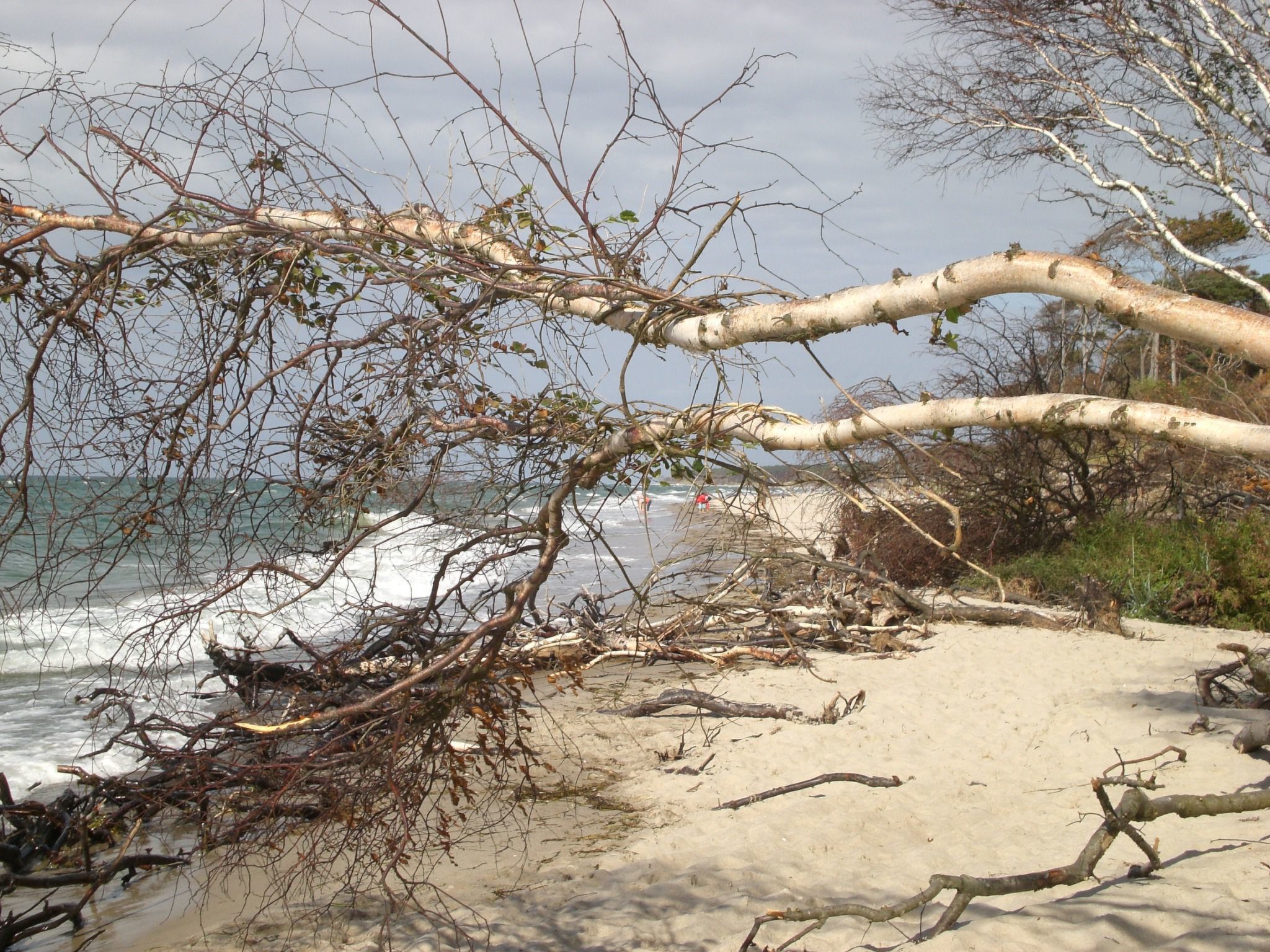 Appartement Achtern-Diek-am-Strand in Zingst-Binnen