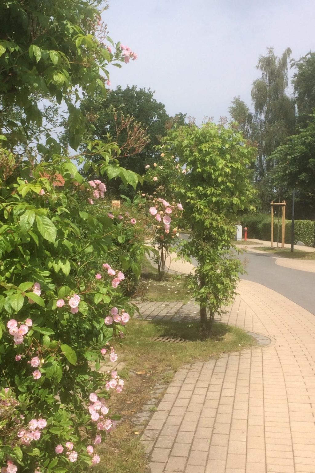 Familiäres, charmantes Appartement in Zingst-Binnen