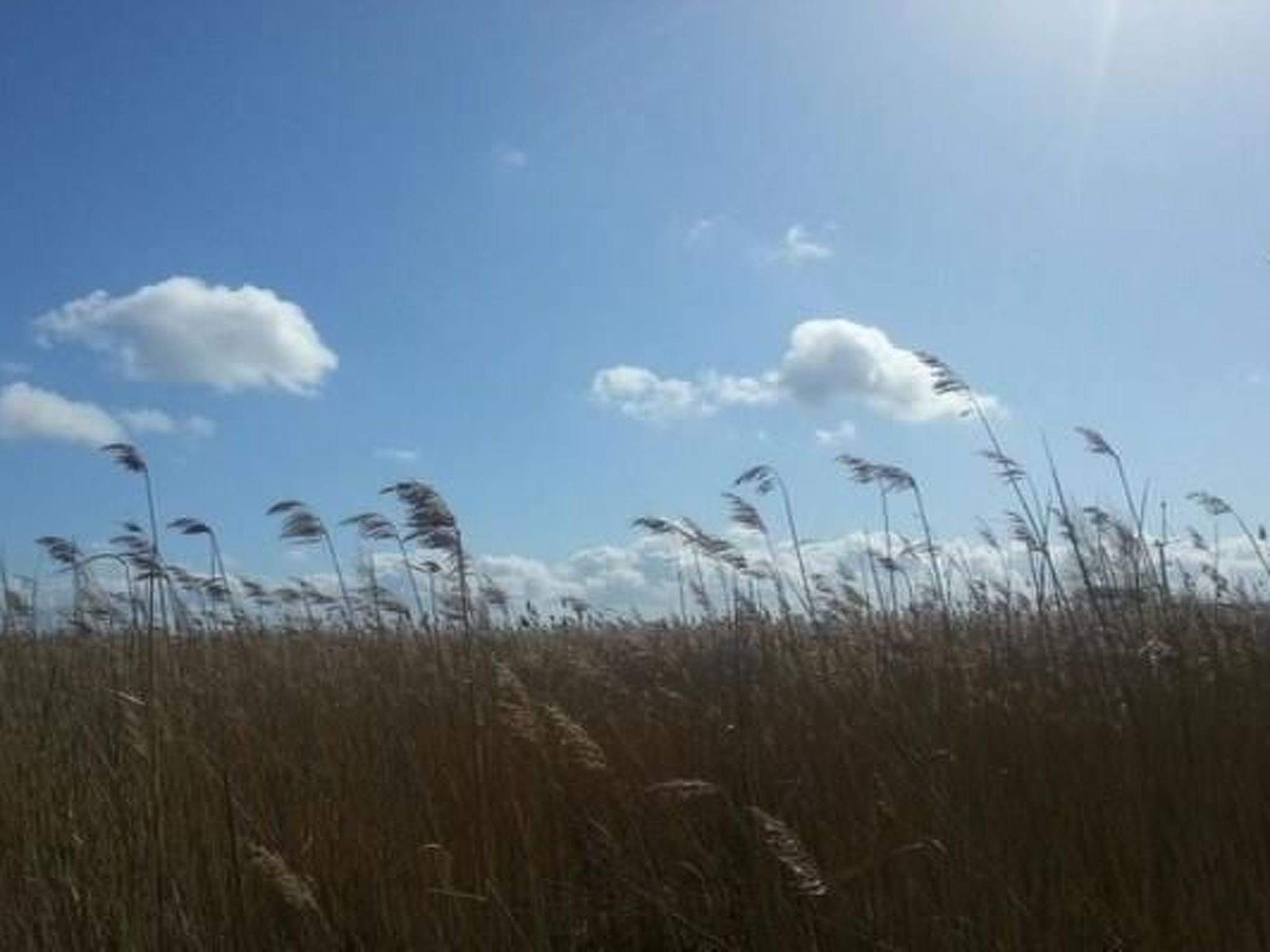 Familiäres, charmantes Appartement in Zingst-Binnen