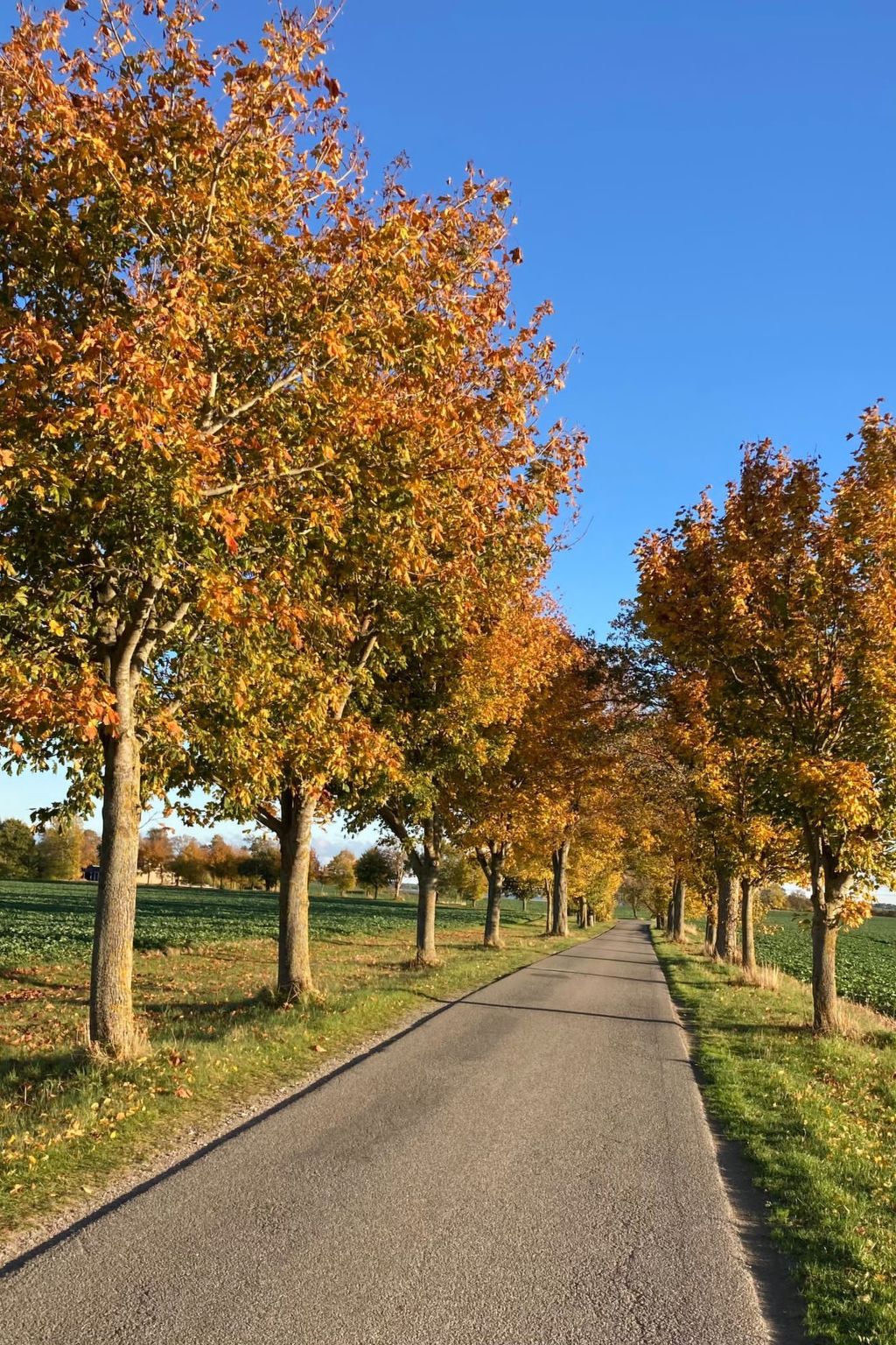 Komfortables Ferienhaus in Breege mit Sauna-Binnen