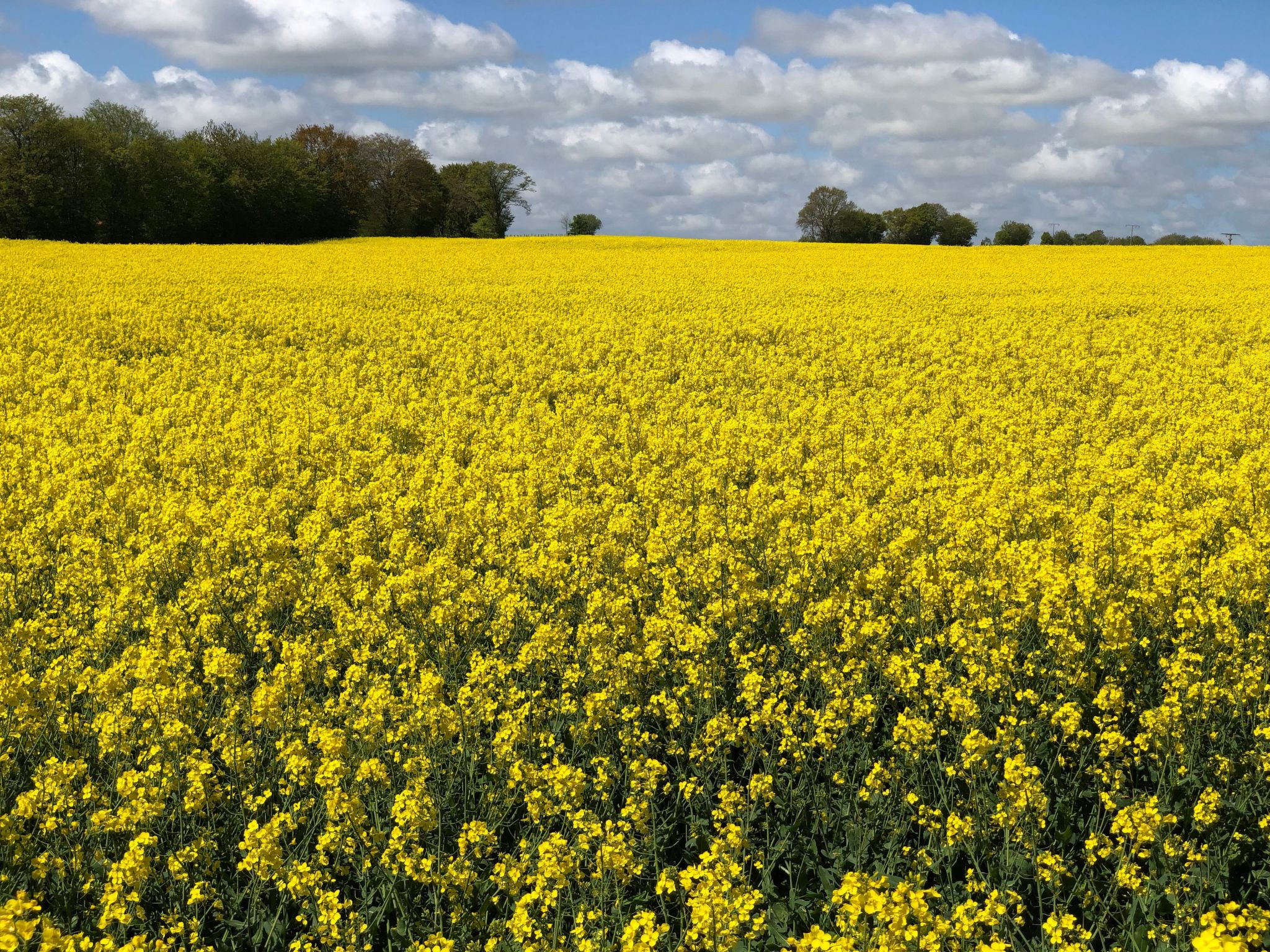 Dat Lütje 516-Binnen