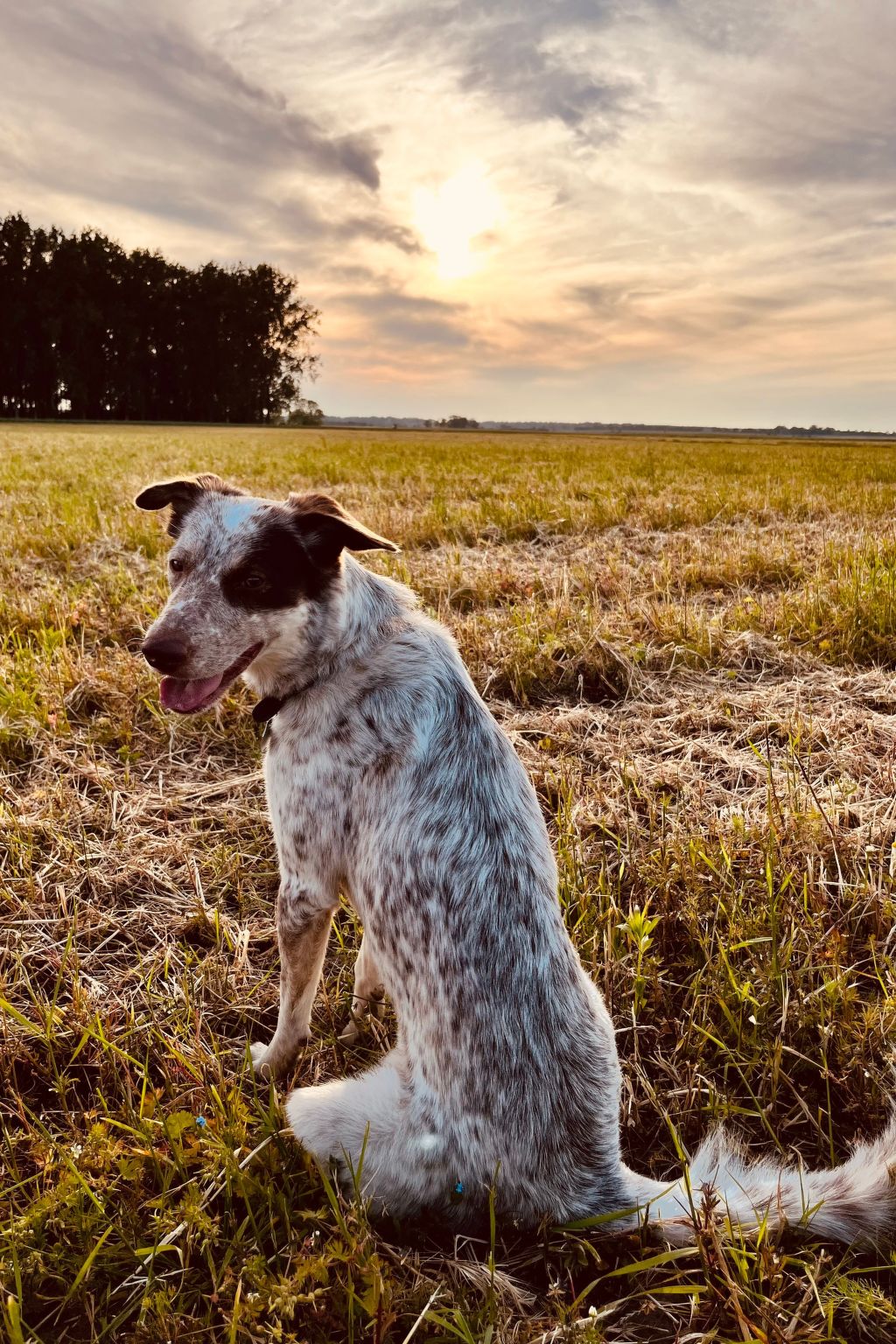 Gans in Ummanz-Lüßvitz-Binnen