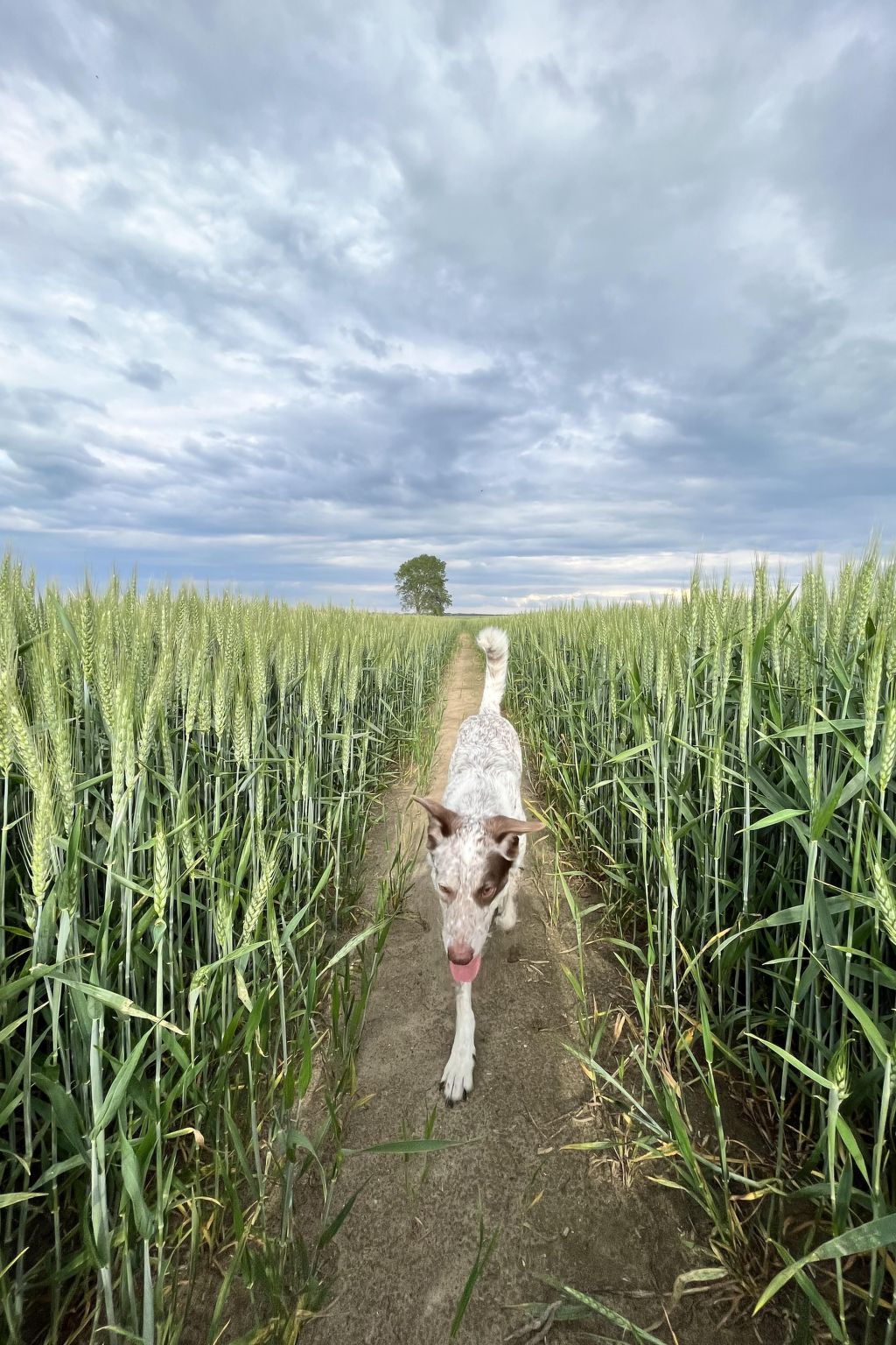 Möwe in Ummanz-Lüßvitz-Binnen