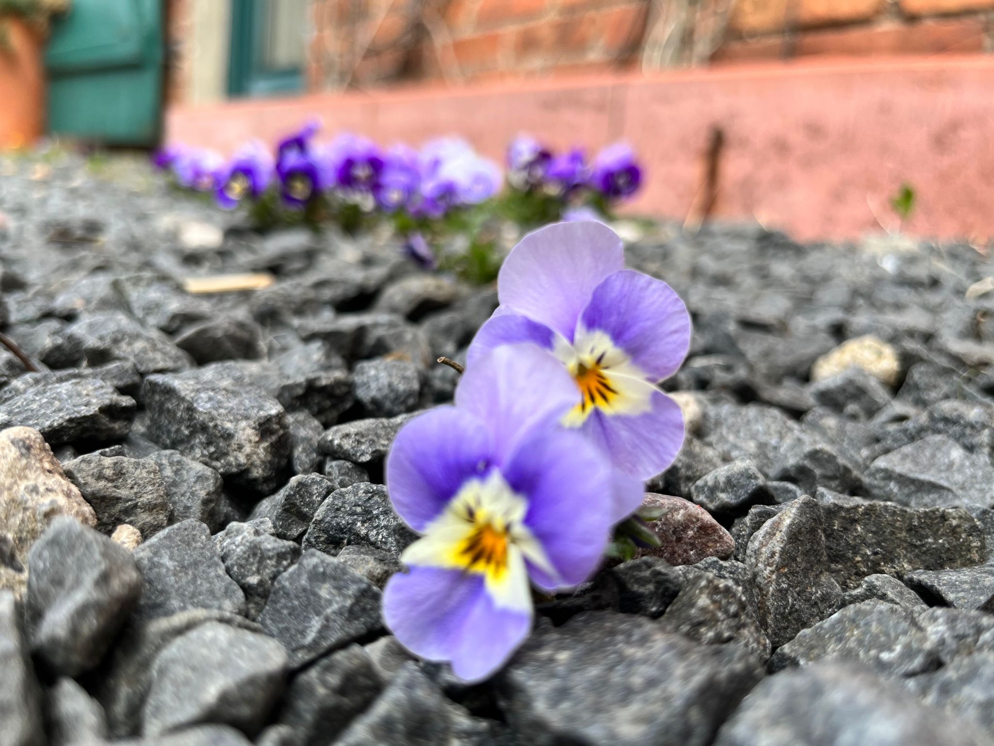 Kranich in Ummanz-Lüßvitz-Binnen
