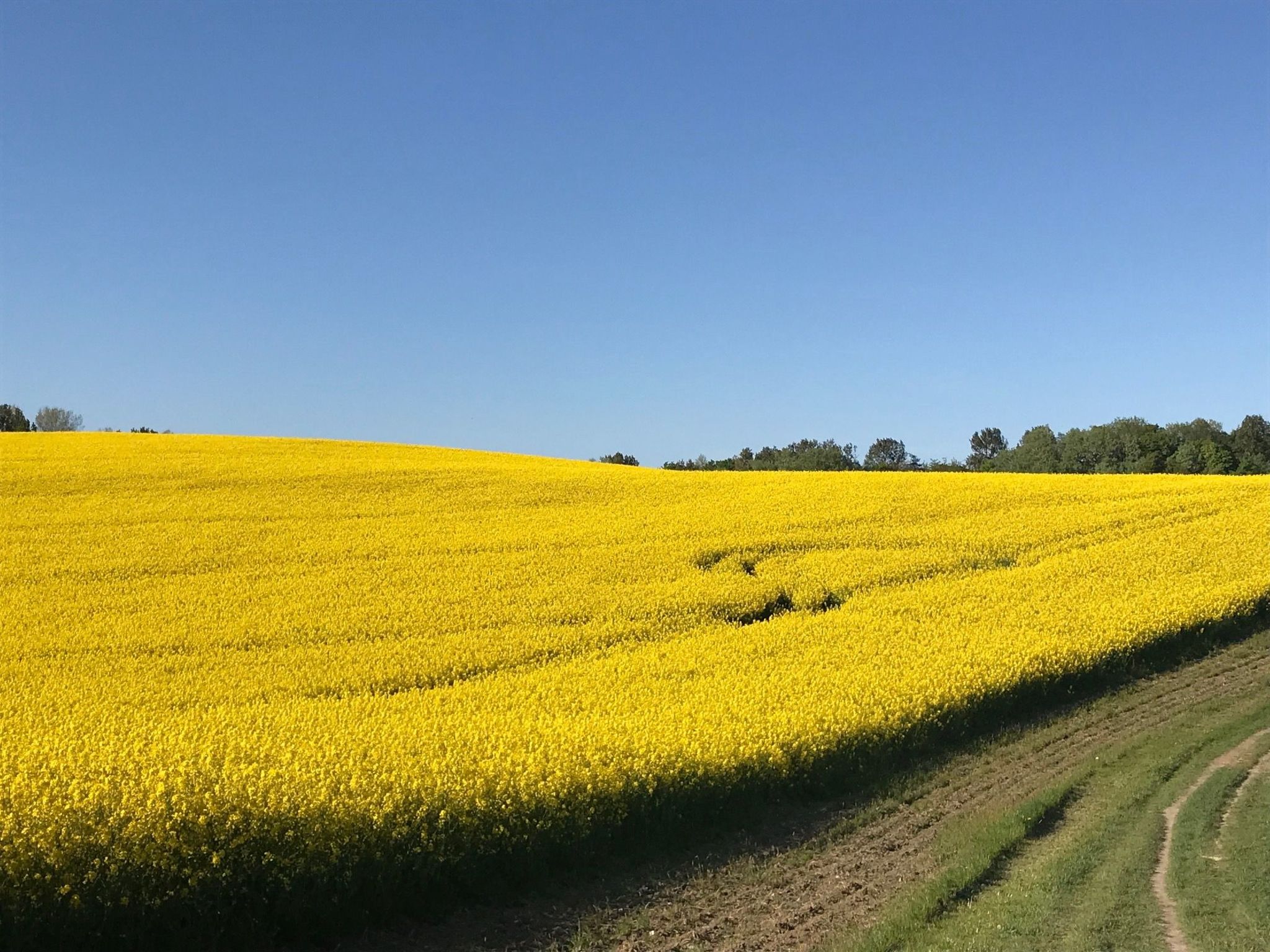 Kliff Königshörn-Dehors