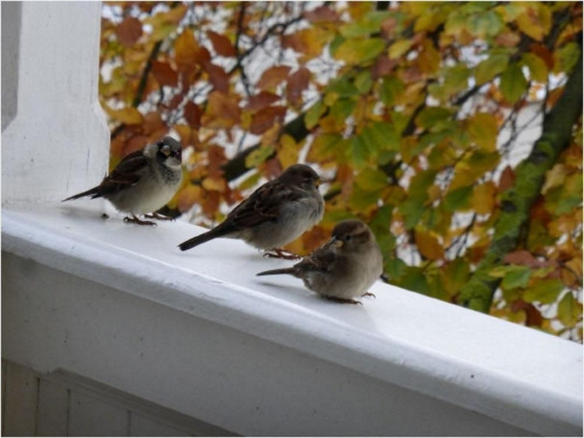 Villa Granitz-Image-tags.info