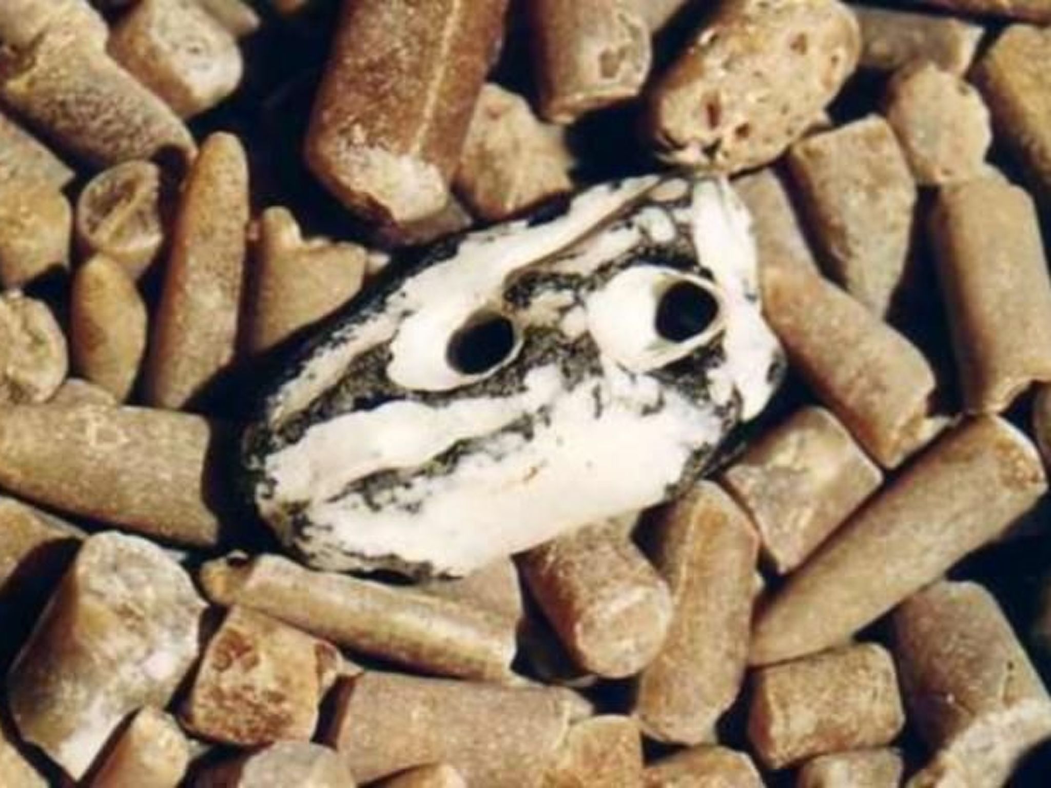 Villa Granitz-Image-tags.info