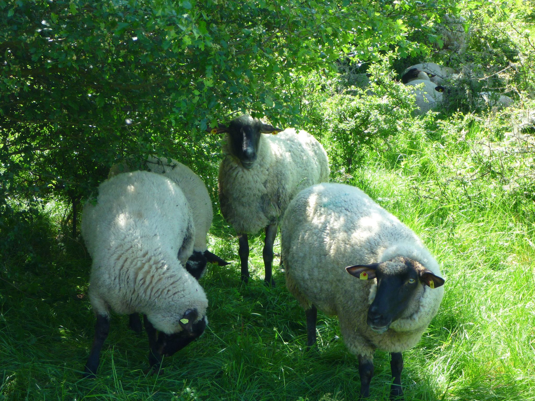 TRADITIONELLES REETDACHHAUS MIT SAUNA, KAMINOFEN UND PRIVATEM WASSERZUGANG-Image-tags.info