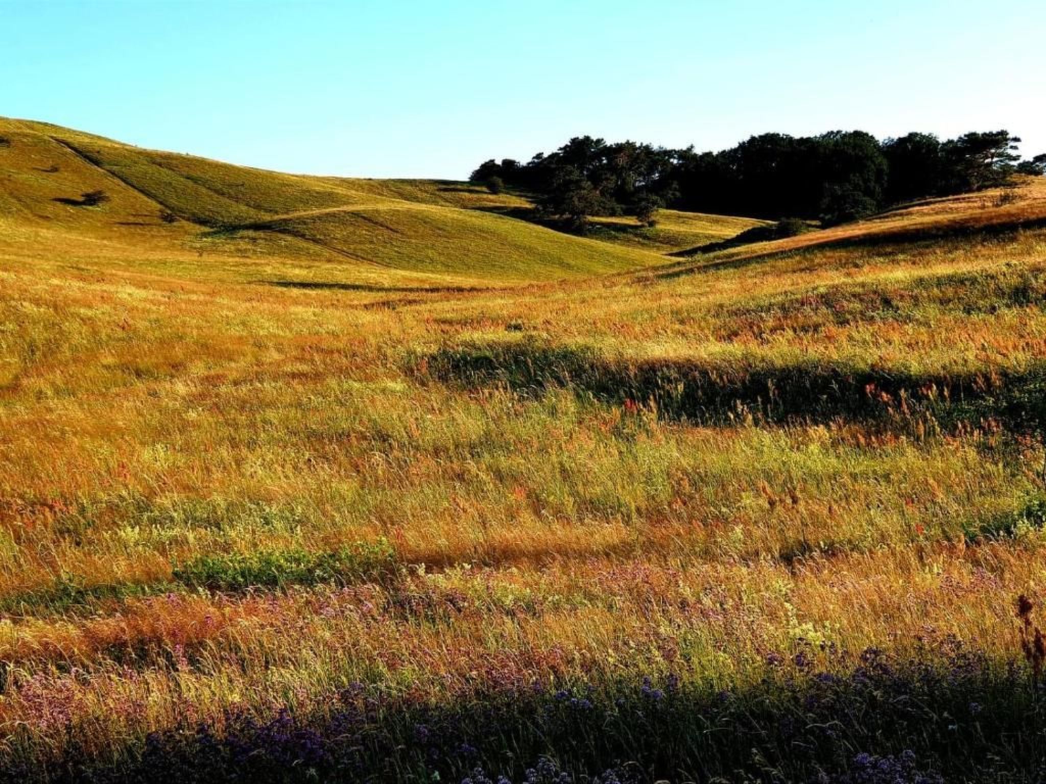 TRADITIONELLES REETDACHHAUS MIT SAUNA, KAMINOFEN UND PRIVATEM WASSERZUGANG-Image-tags.info