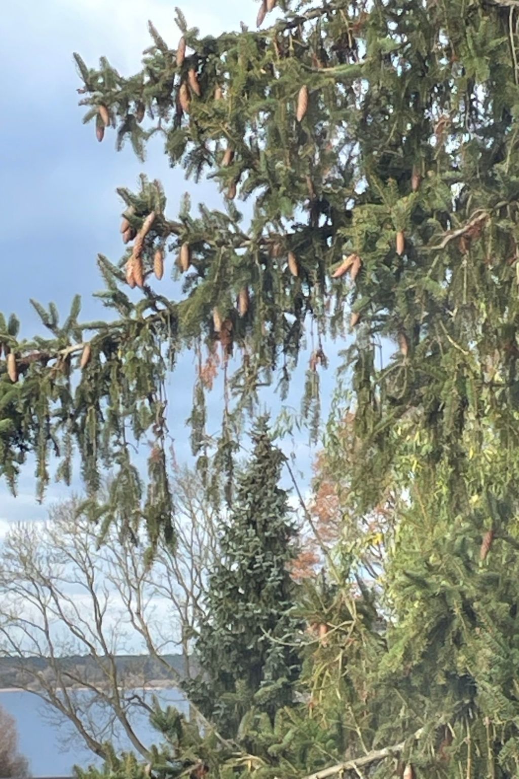 Sommerhaus JoLuFeLu-Binnen