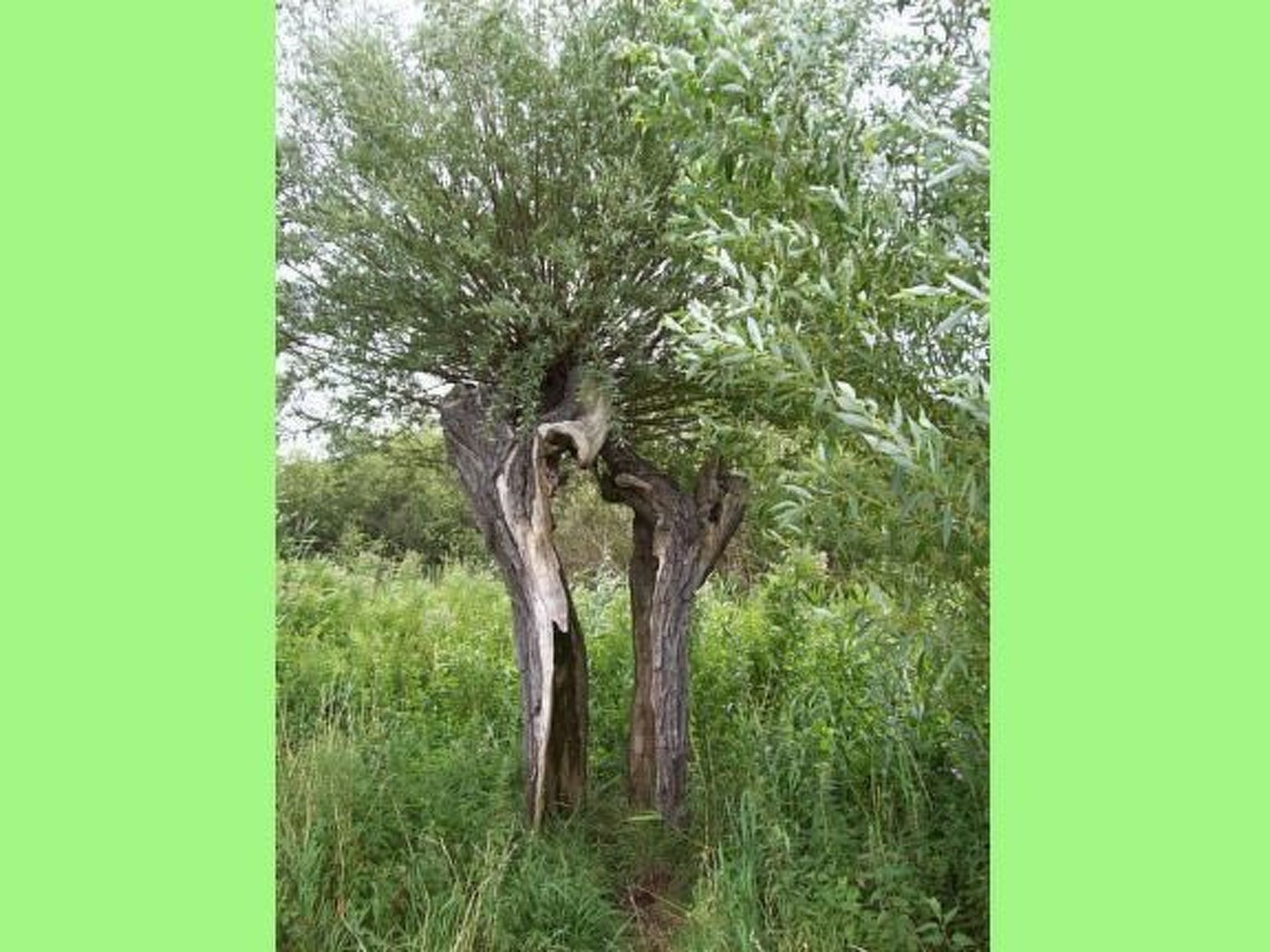 Wohnung in Wendhof mit Garten, Grill und Terrasse-Image-tags.info