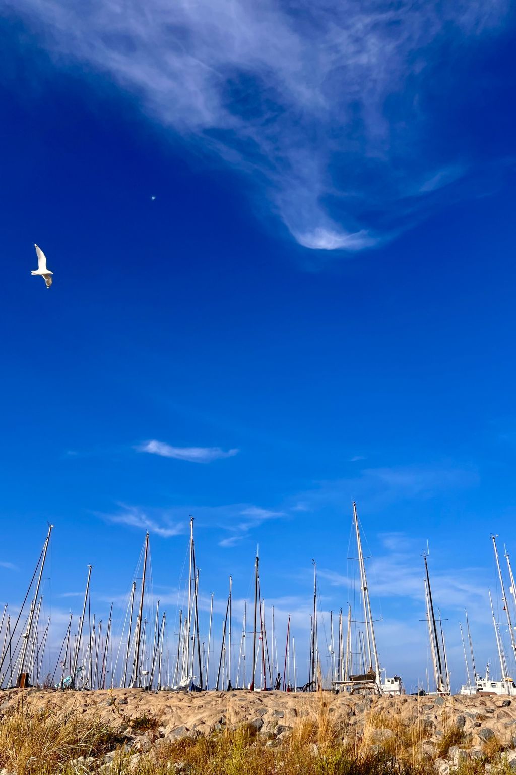 Lobster im Nauticum-Inside