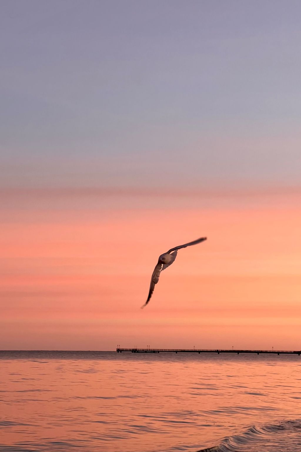 Lobster im Nauticum-Inside