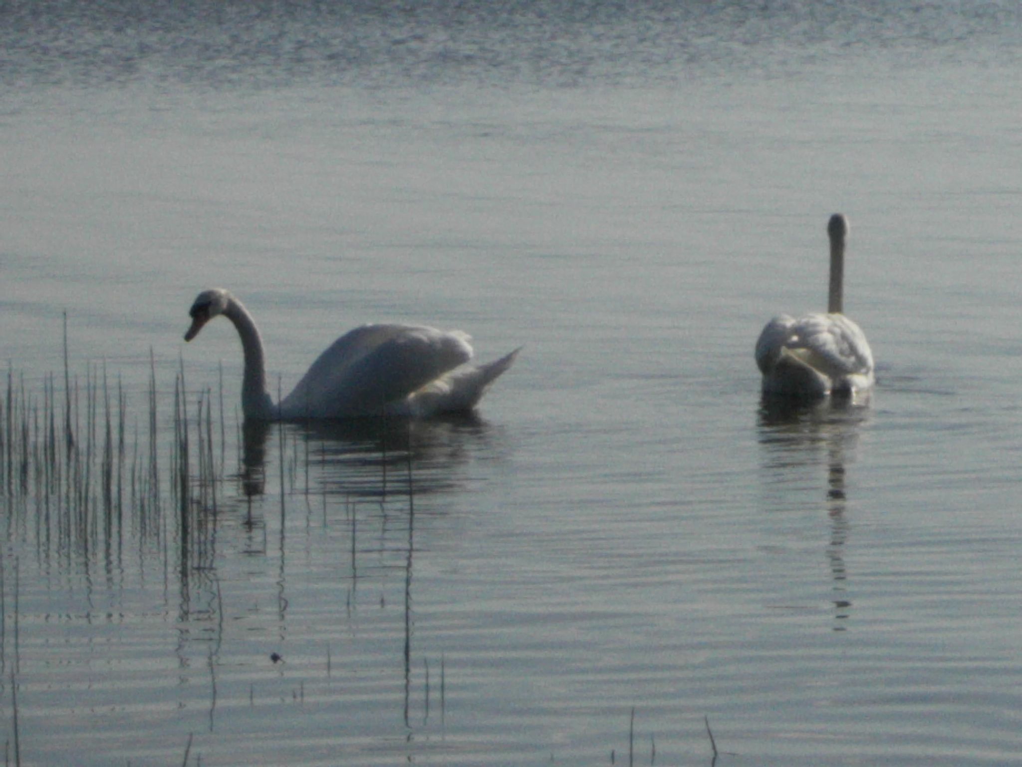 Schiemann-Image-tags.info