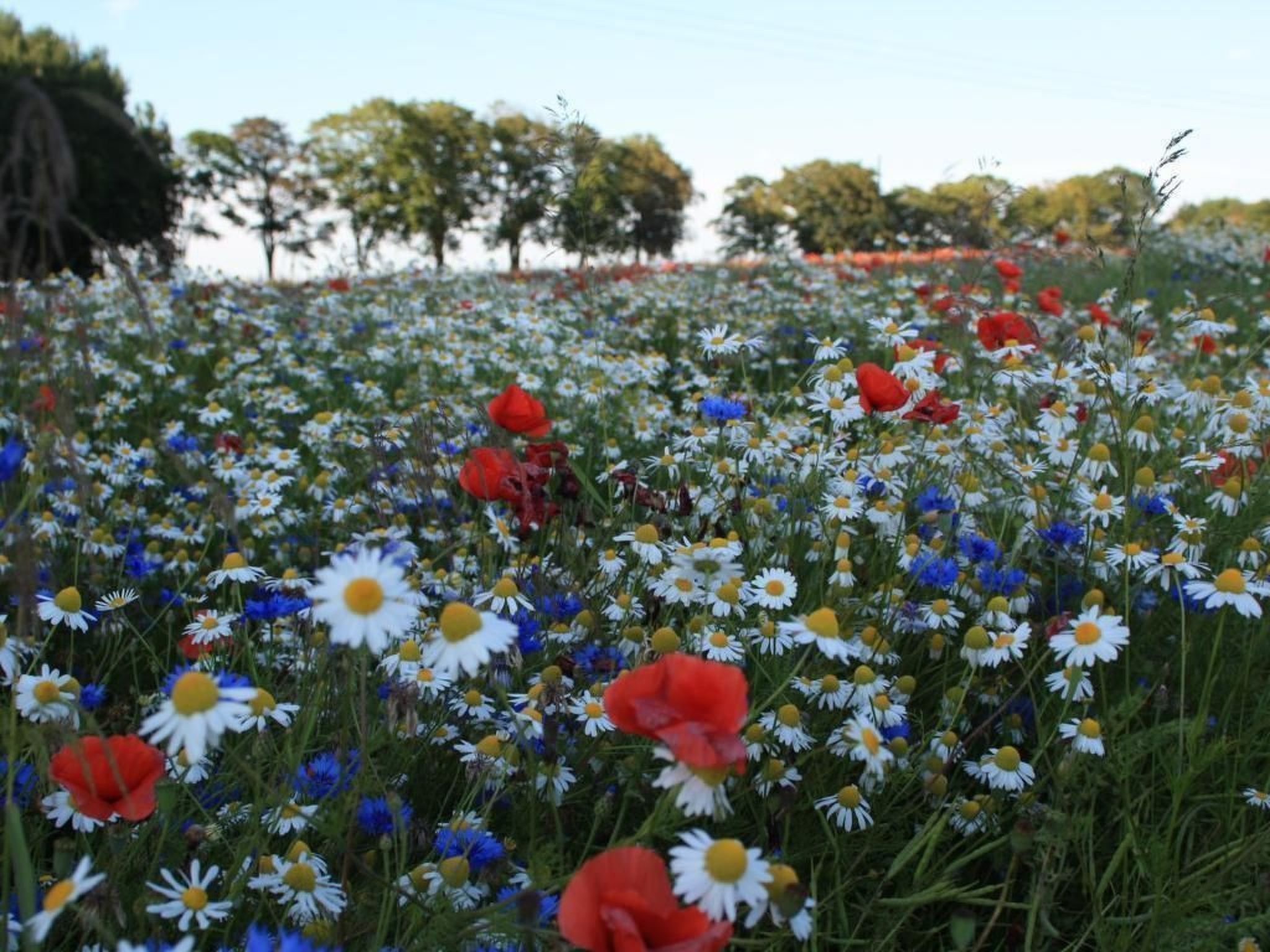In Liepe mit Großem Garten - Draußen