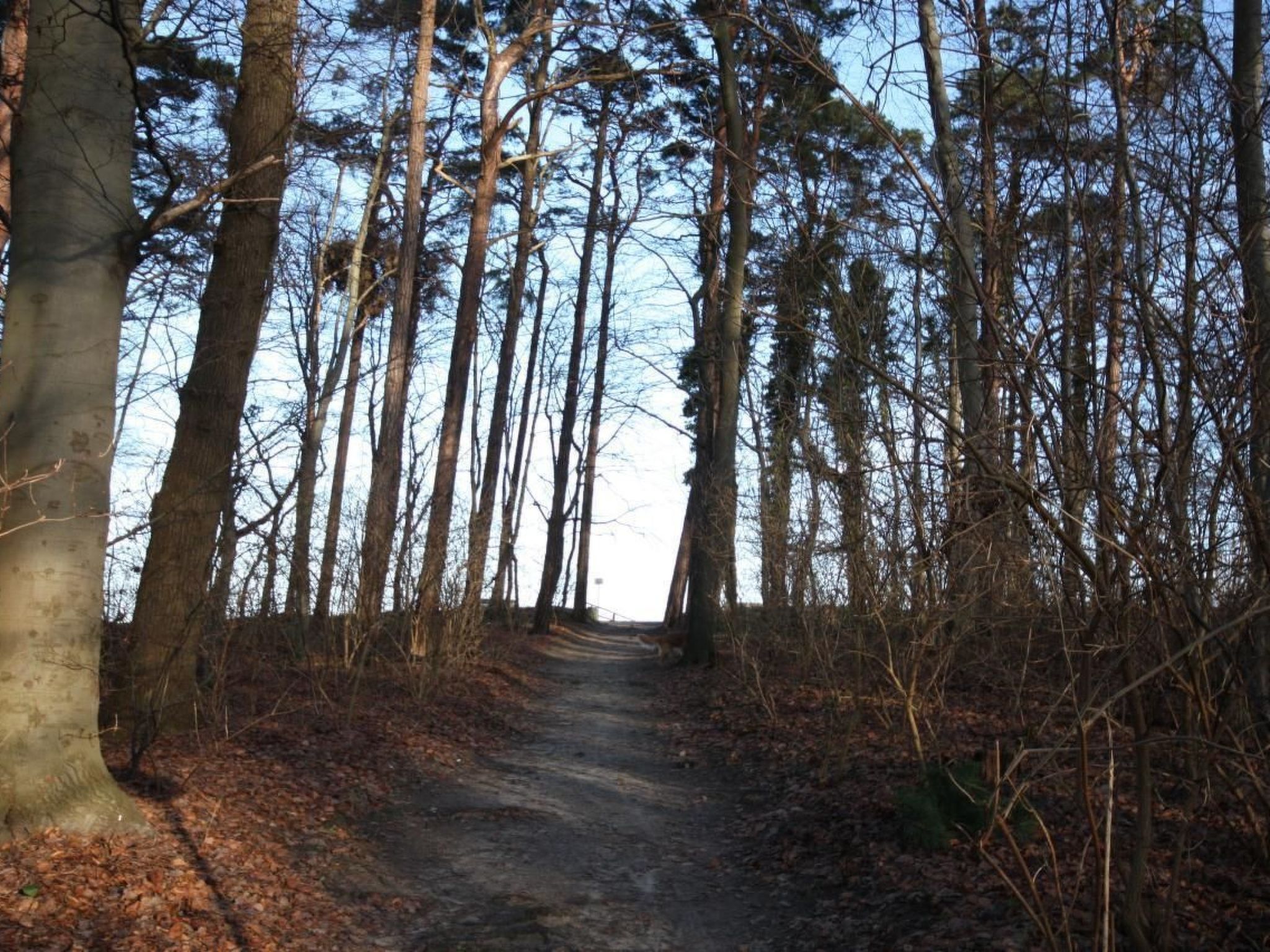 Black Pearl-Image-tags.info