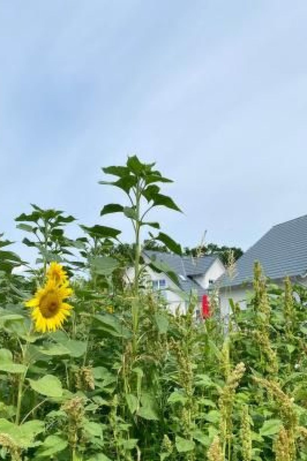 Hafenkönigin-Image-tags.info