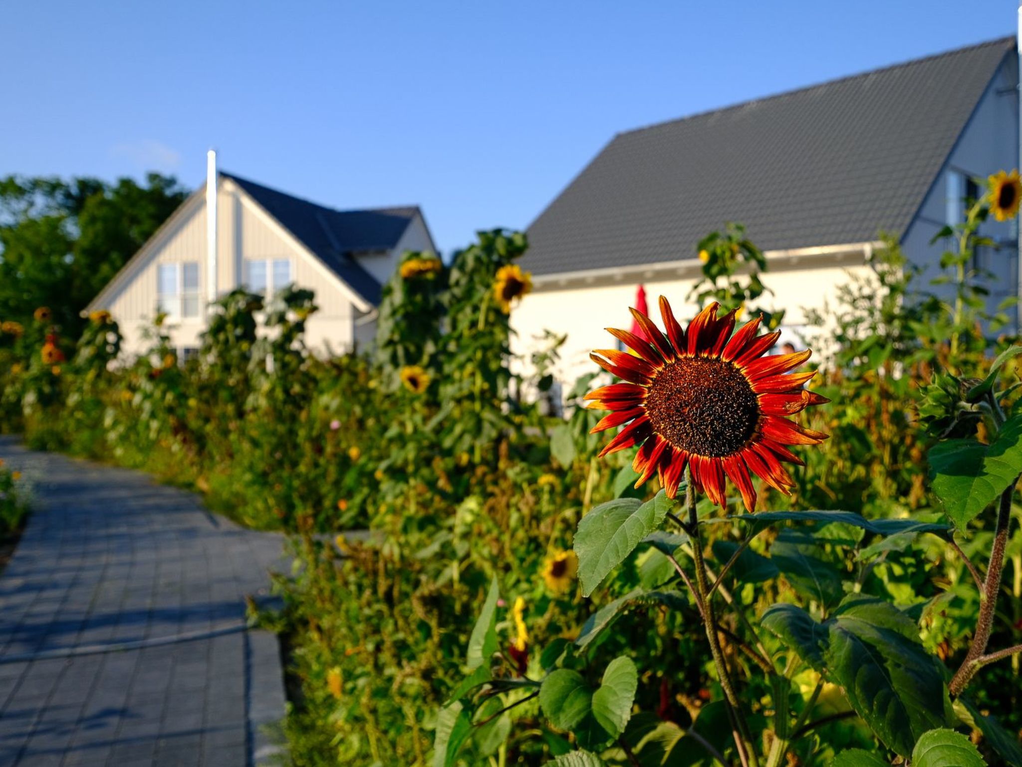 Hafenkönigin-Image-tags.info