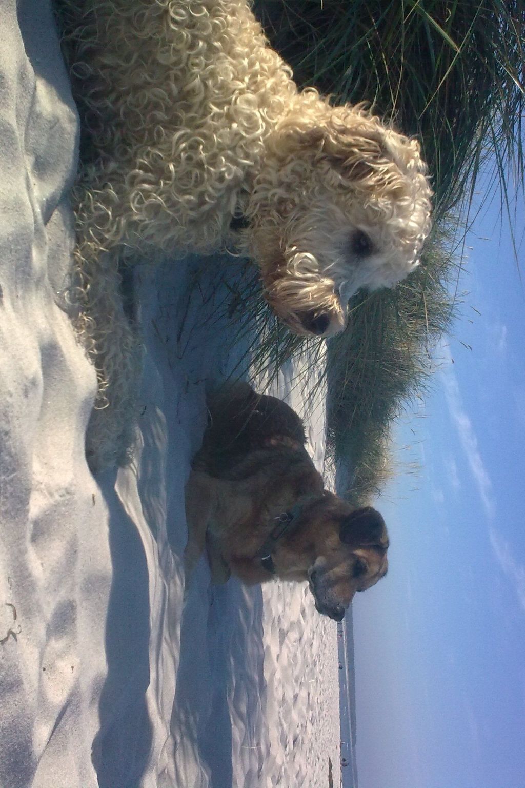 Mit Garten, Grill und Terrasse-Image-tags.info