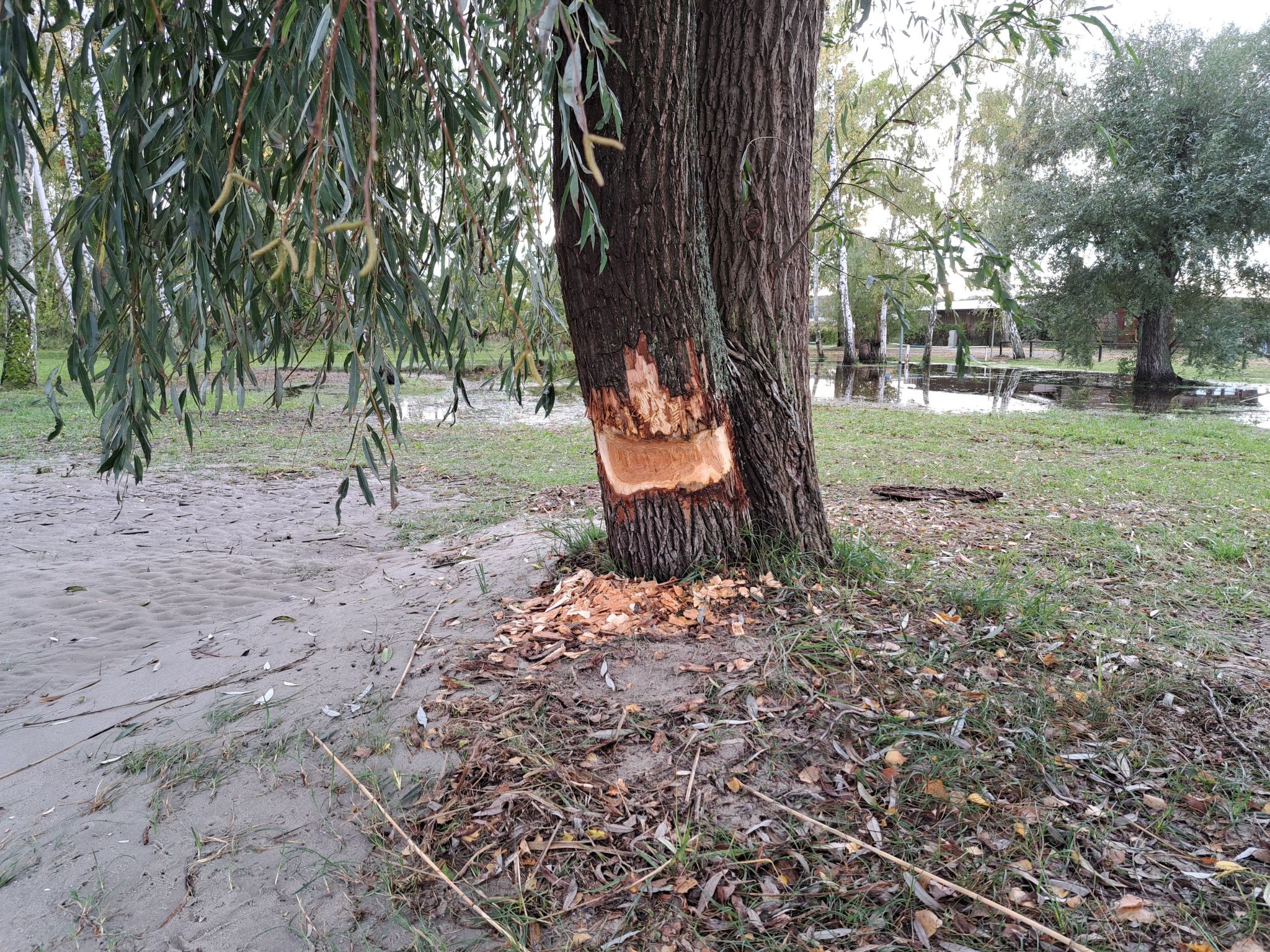 mit Terrasse mitten im Grünen