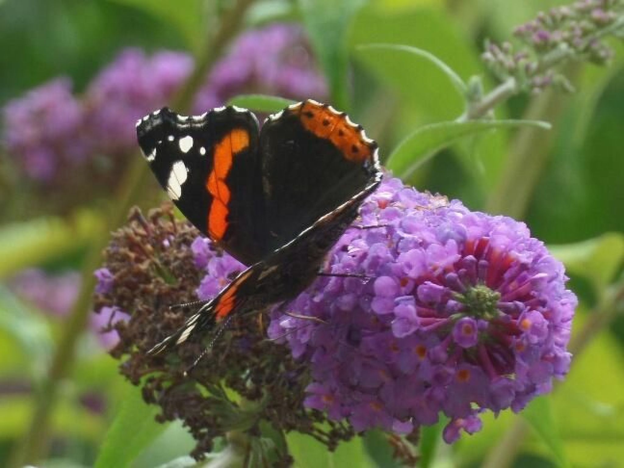 Schwalbennest-Binnen