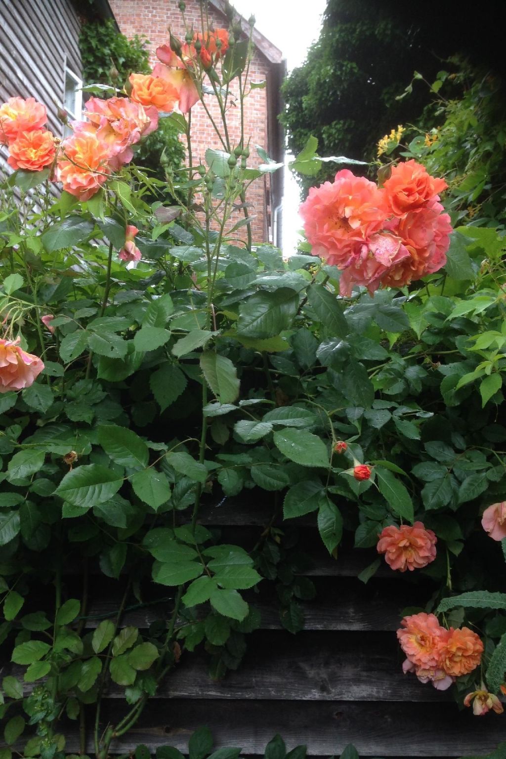 Appartement in Wismar mit Terrasse und Garten-Image-tags.info