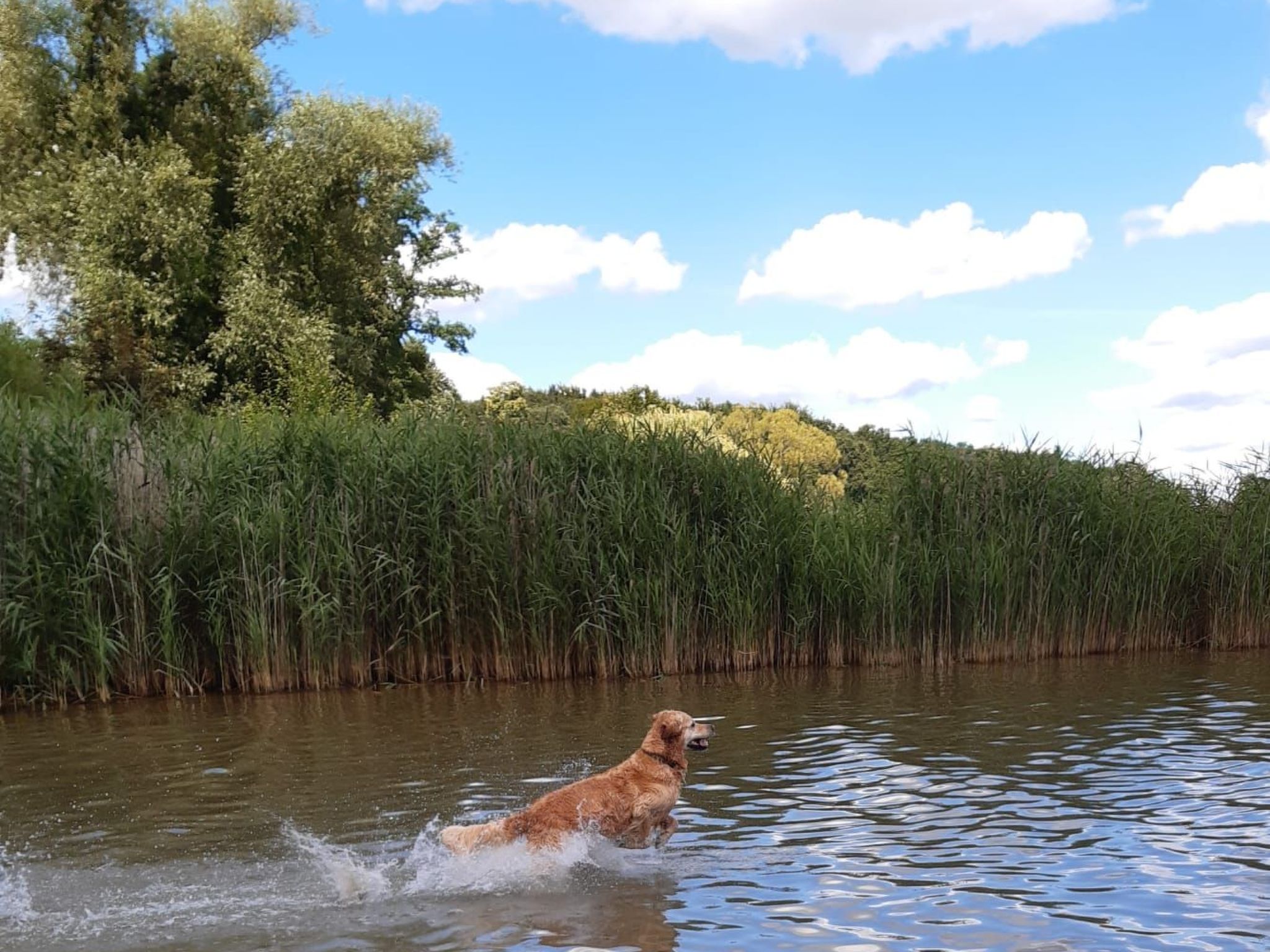 Haus am Seeufer in Plau am See-Binnen