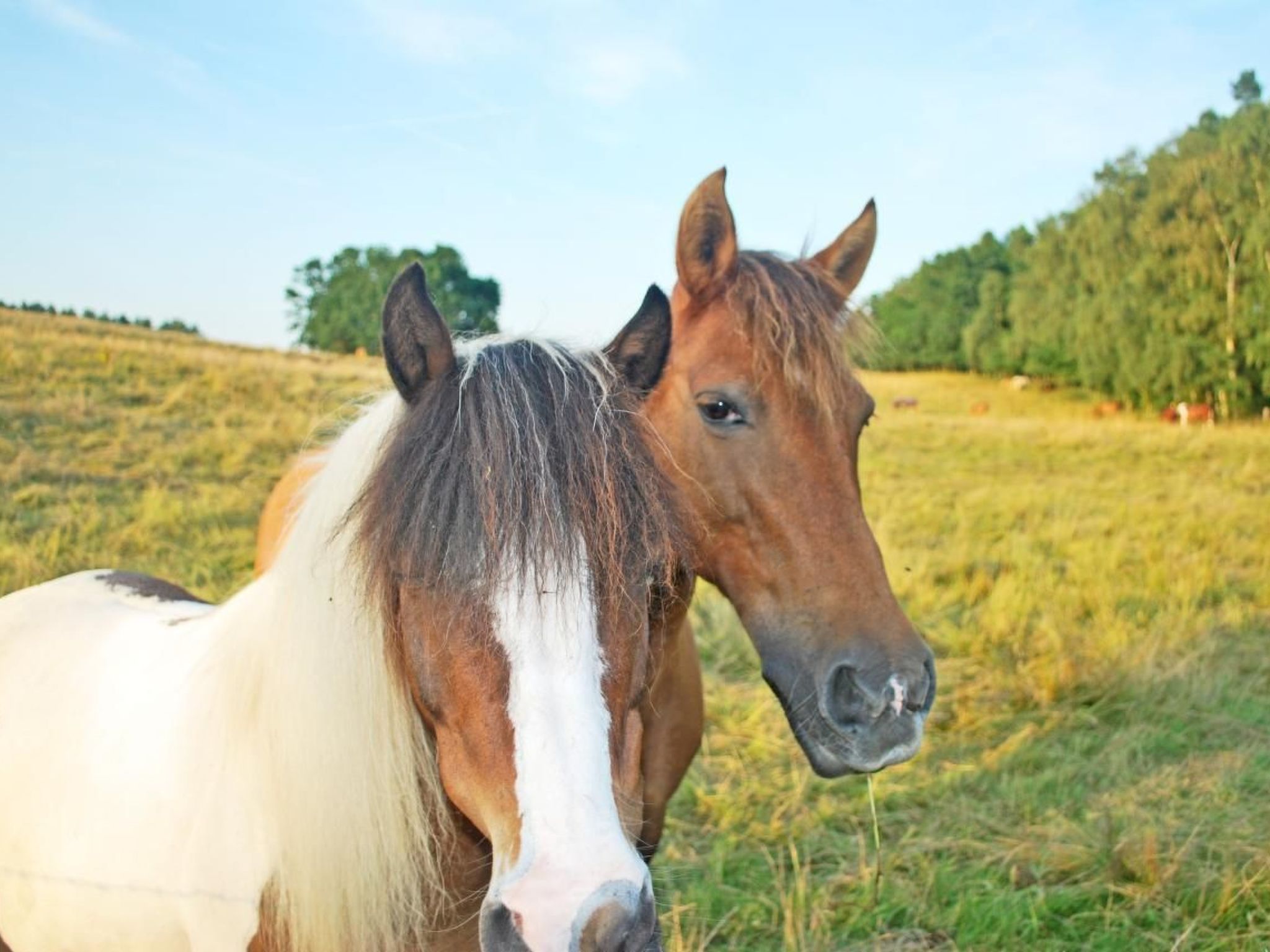 Müritz Ferienhaus-Binnen