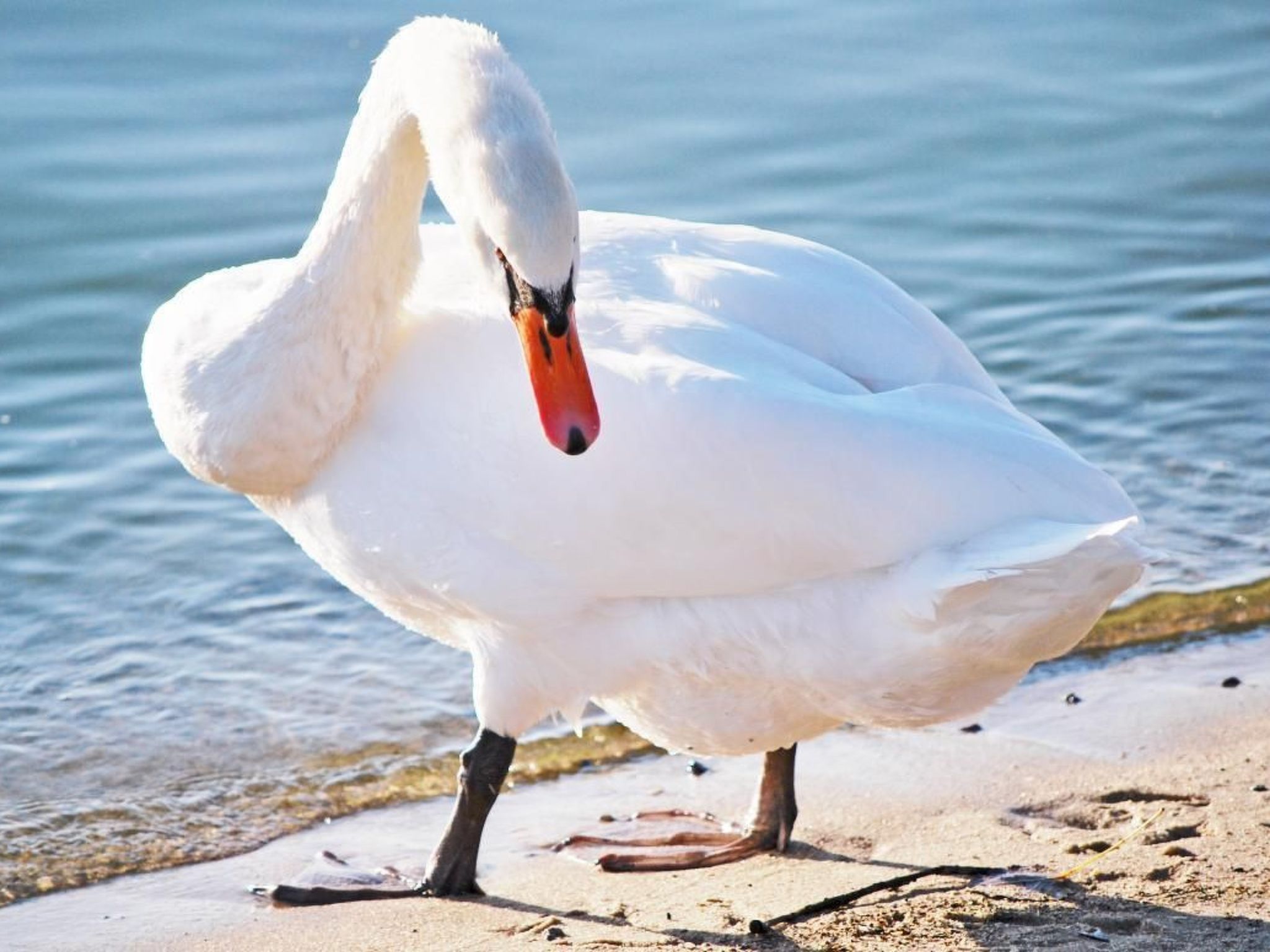 Müritz Ferienhaus-Binnen