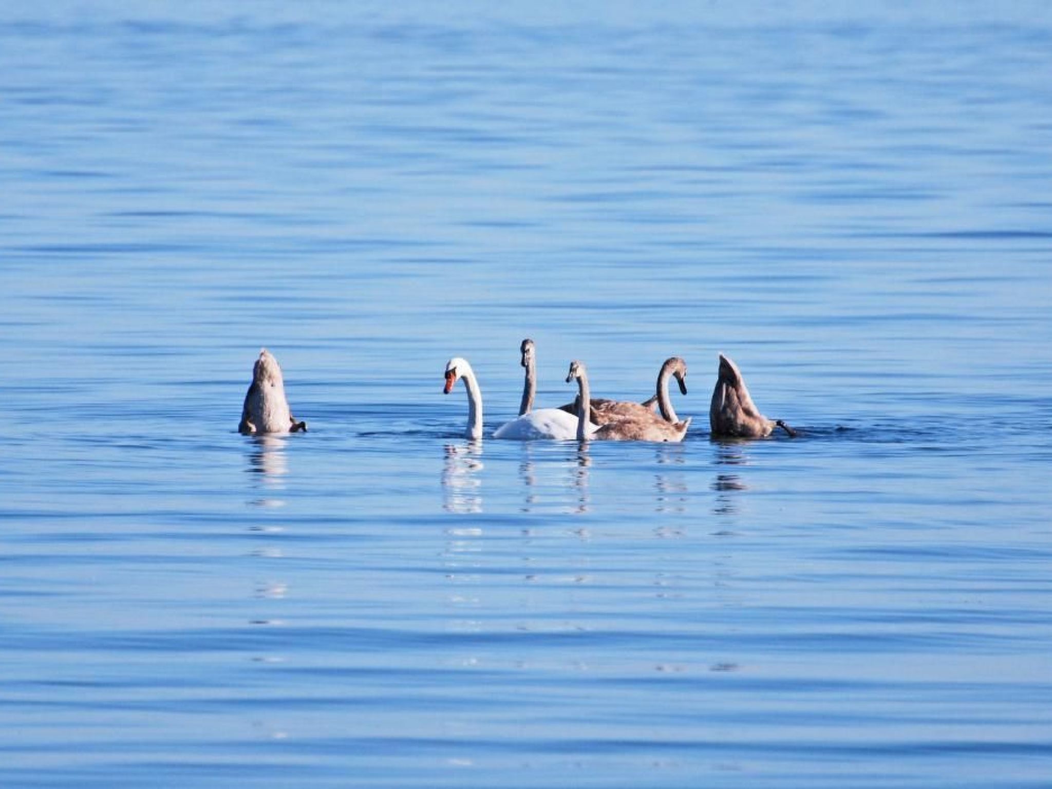 Müritz Ferienhaus-Binnen