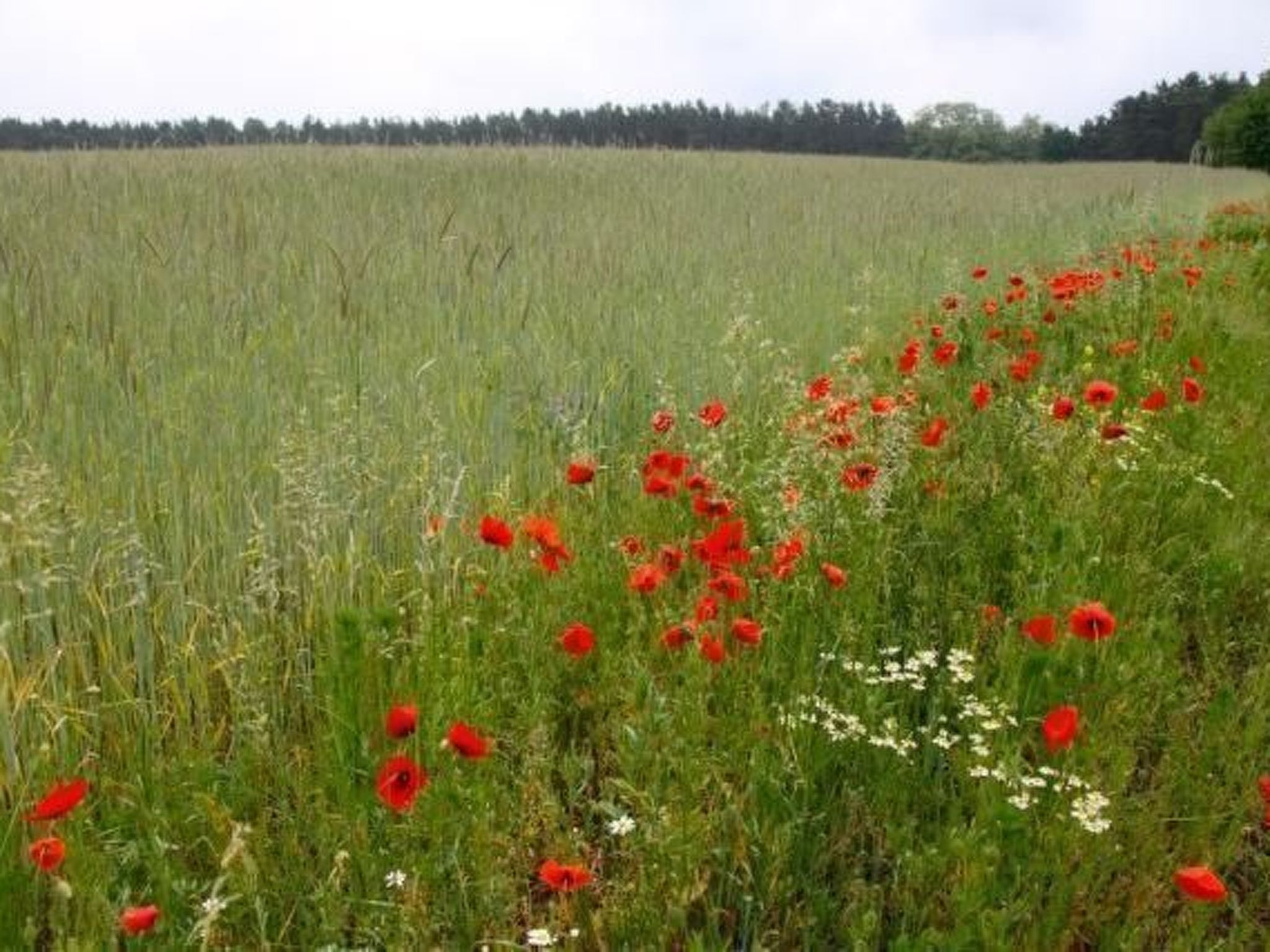 Haus am Feld 2-Image-tags.info