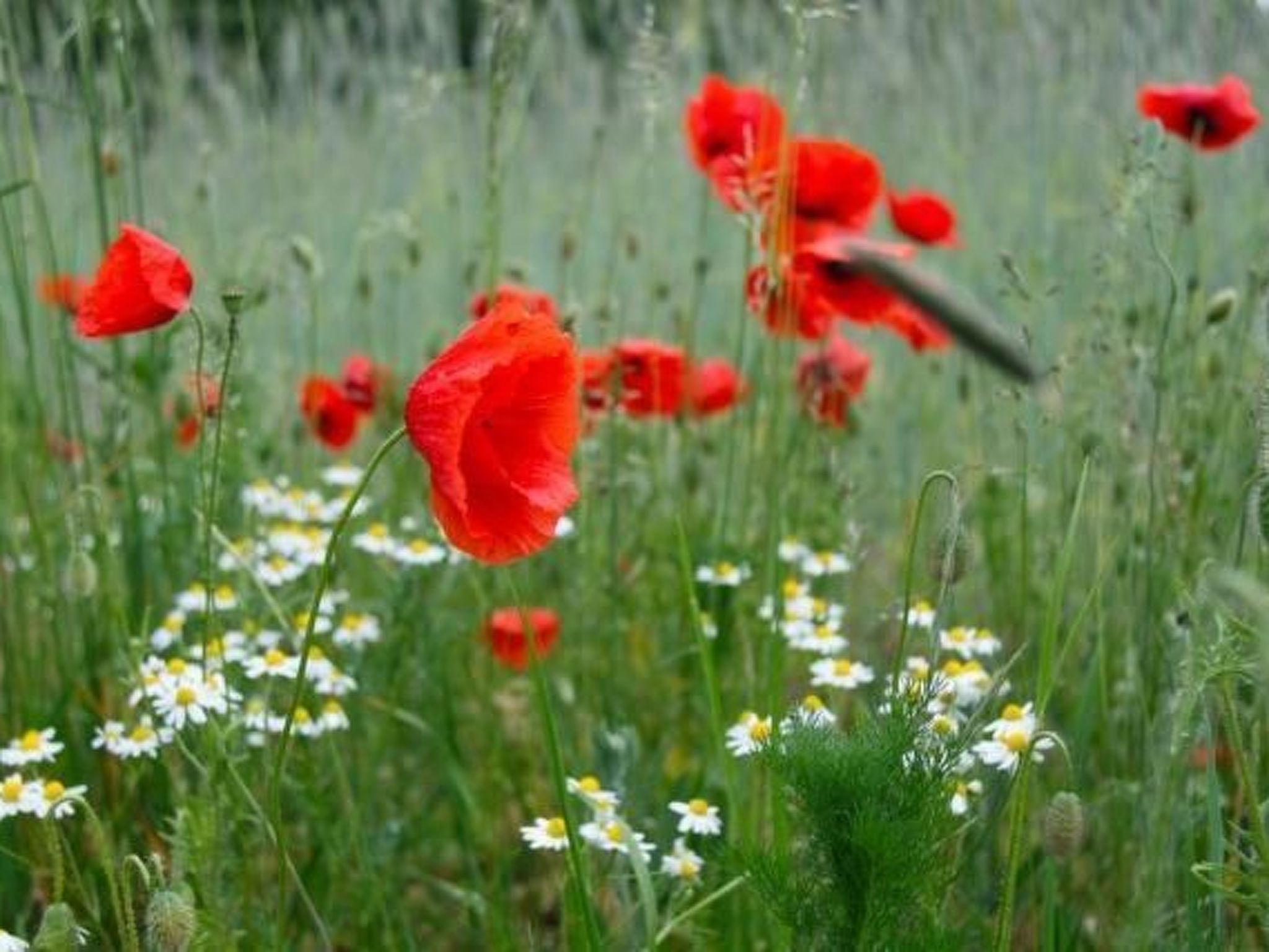 Haus am Feld 2-Image-tags.info