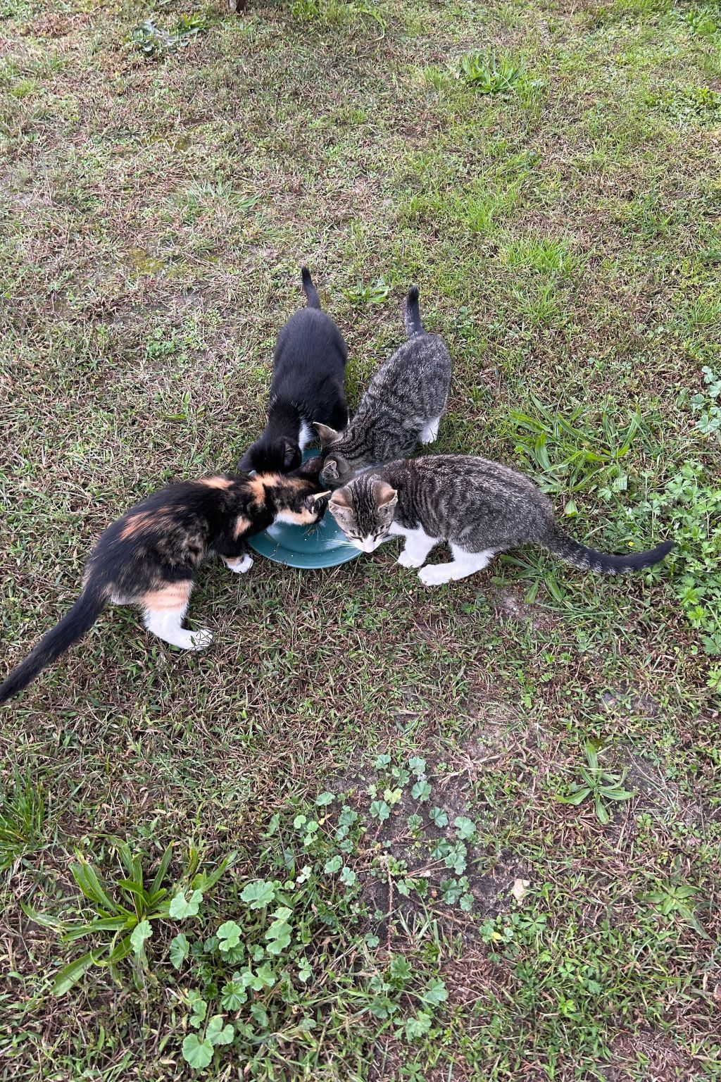 Am Schwielochsee-Binnen