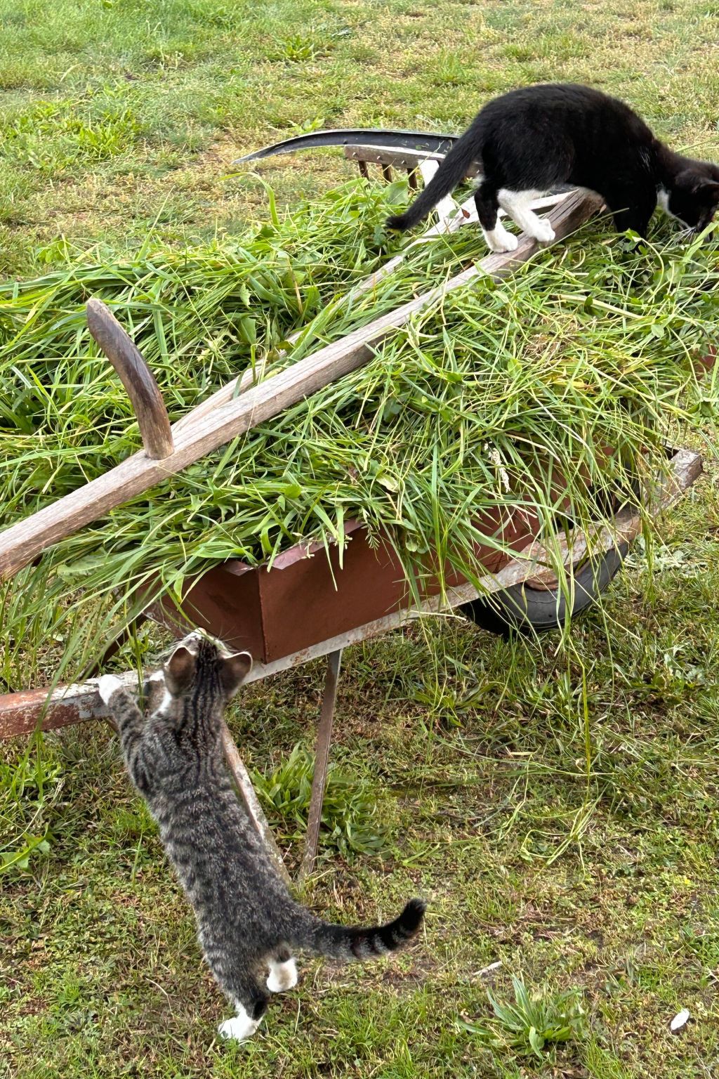 Am Schwielochsee-Binnen