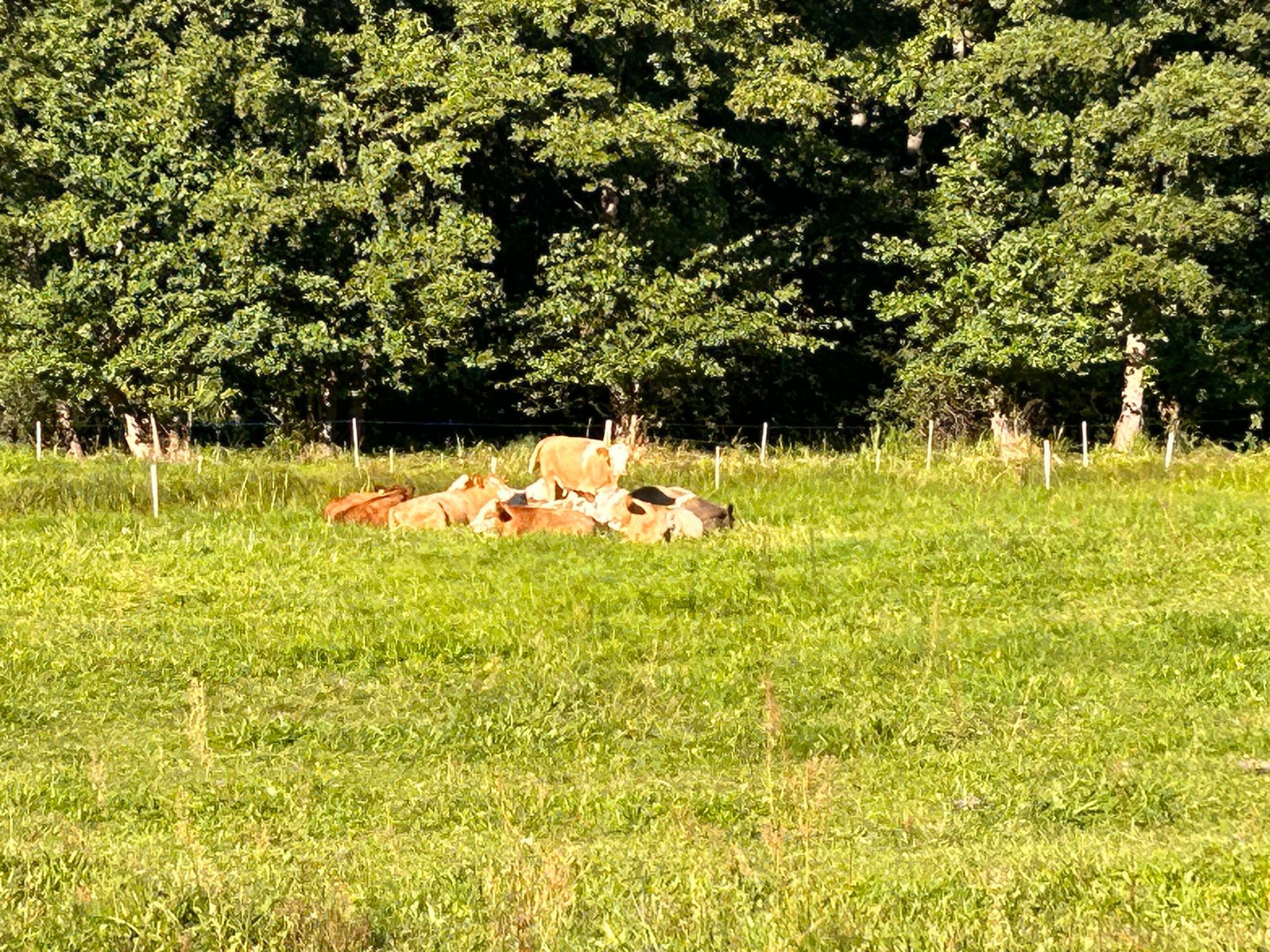 Am Schwielochsee-Binnen