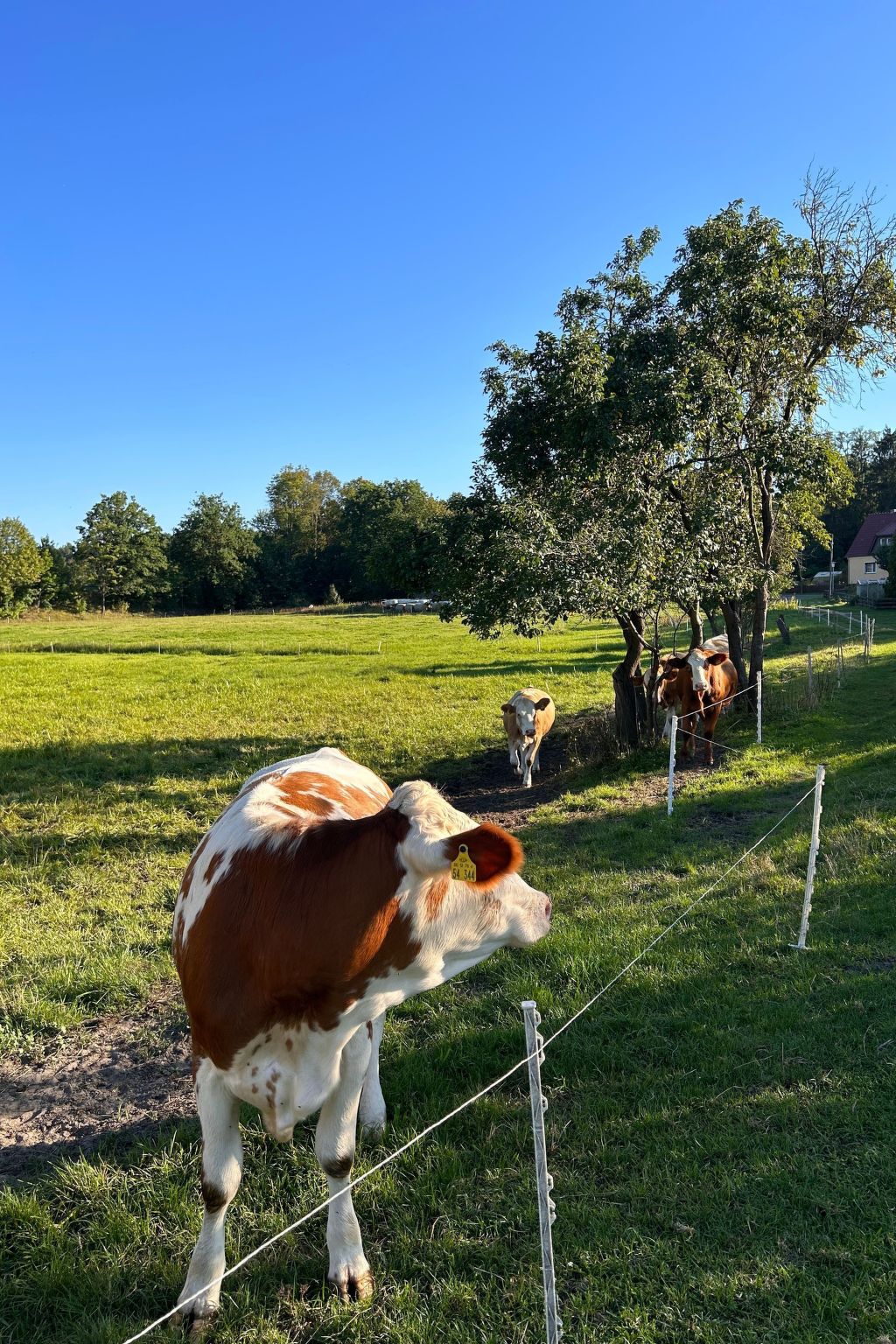 Am Schwielochsee-Binnen